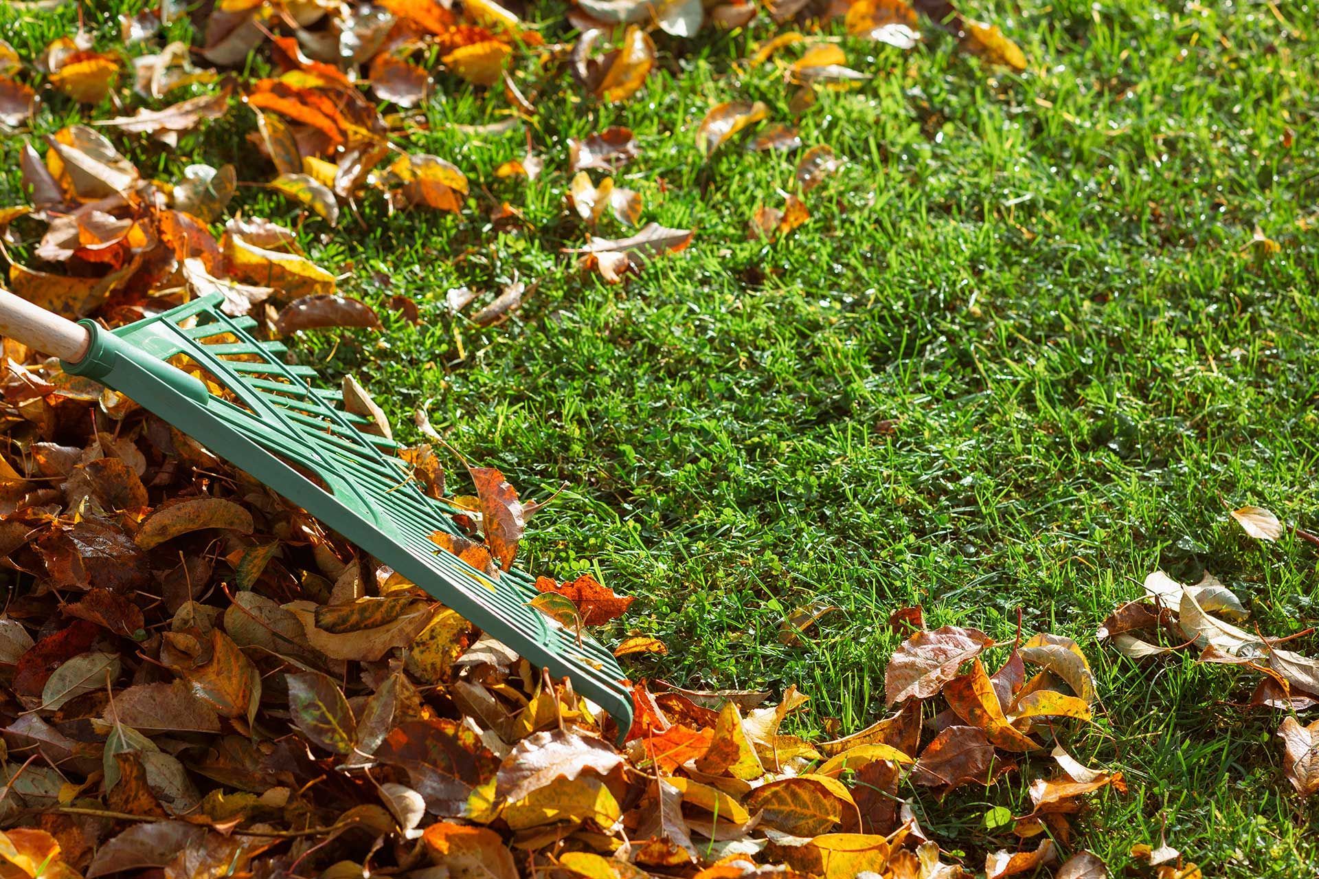 Autumn Leaves Cleaning