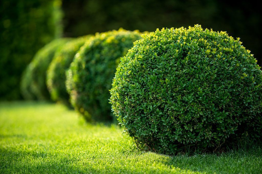 Neatly trimmed hedges and shrubs