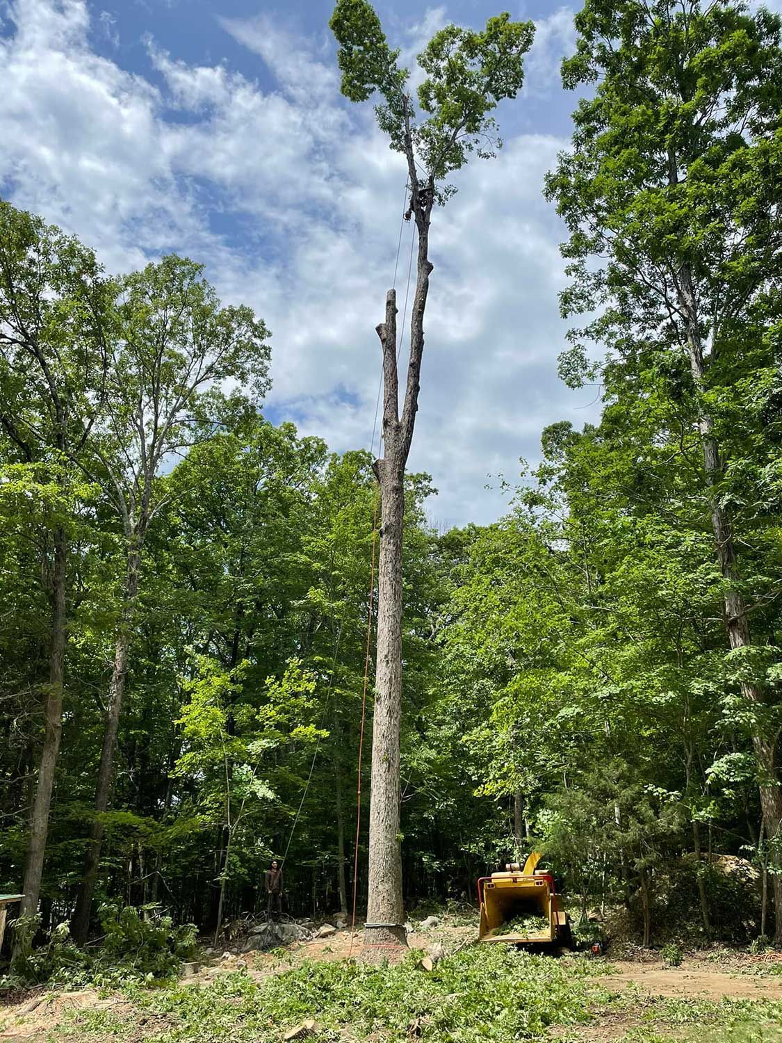 Tree removal crew clearing tall pine trees