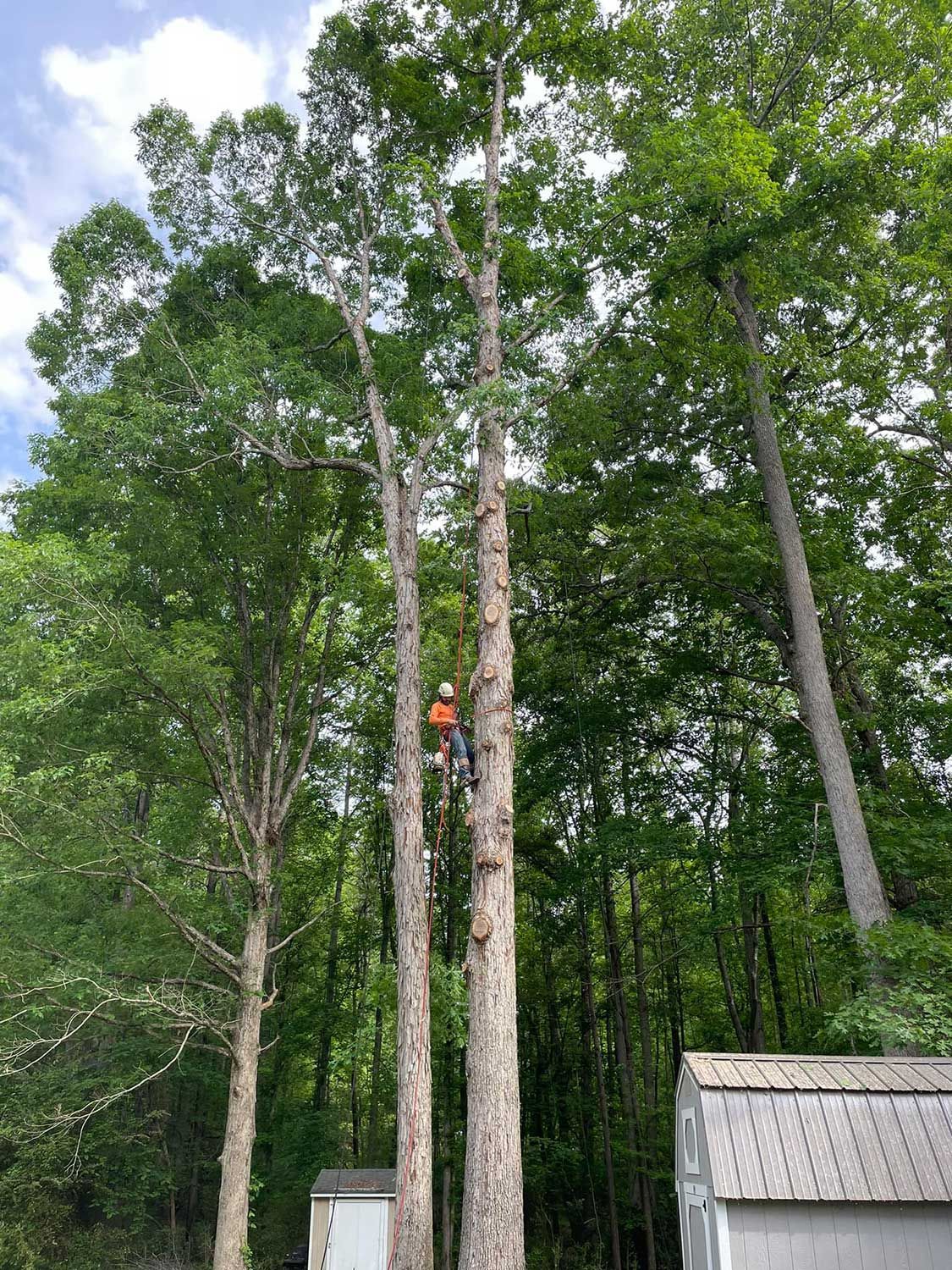Crane-assisted tree removal service