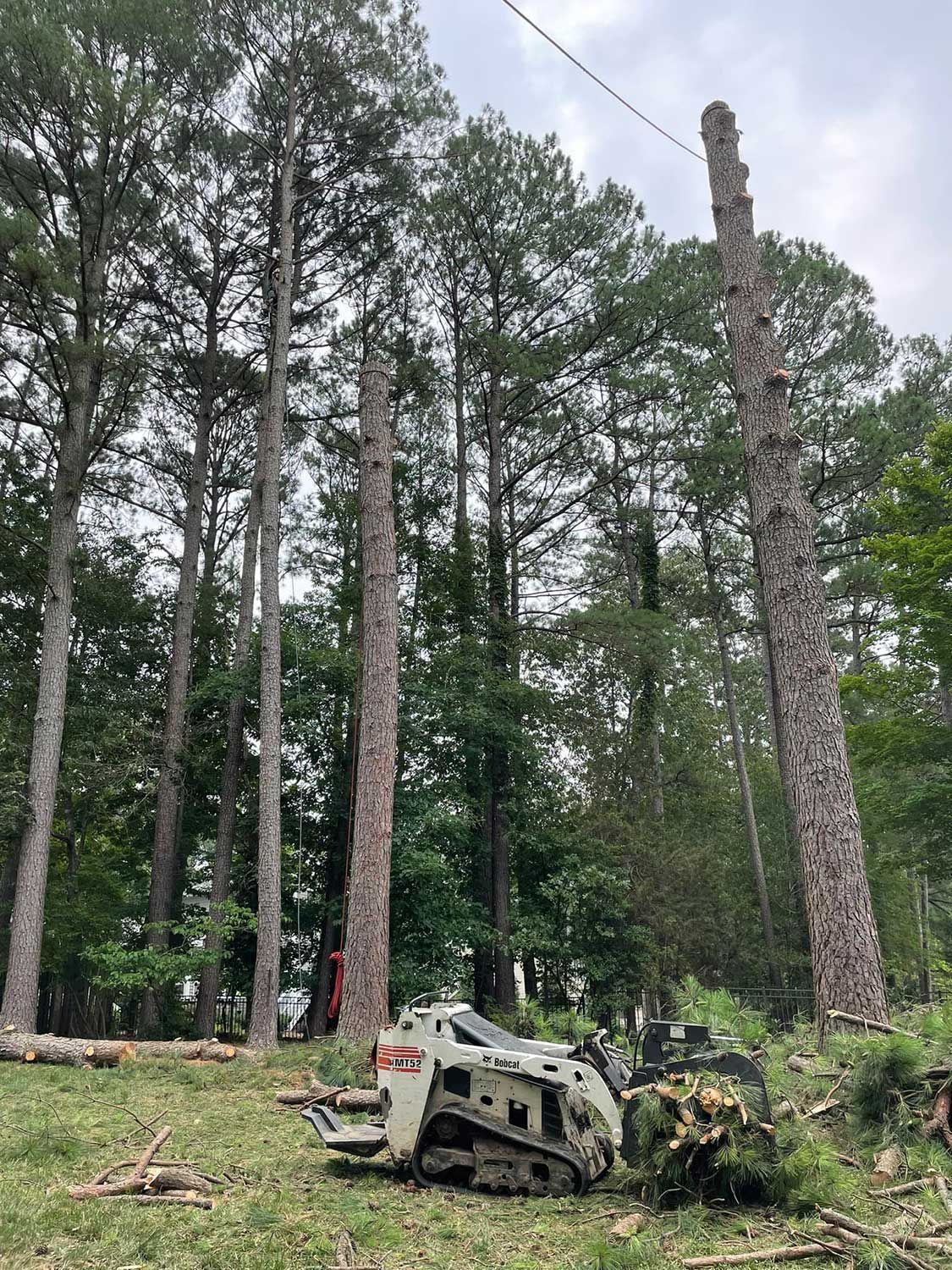 Professional tree removal using a crane