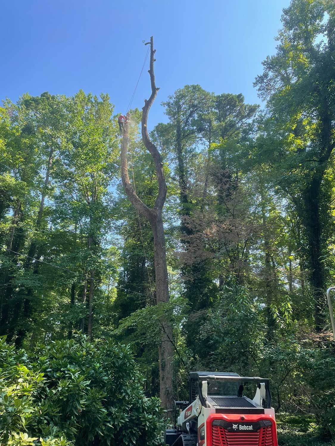 Crane lifting sections during tree removal