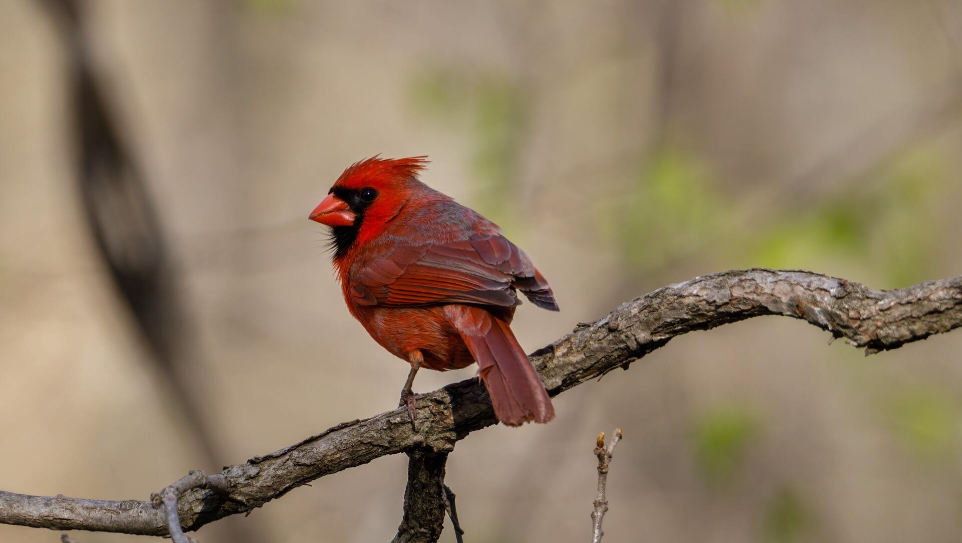 Male cardinal bird sitting on a tree limb