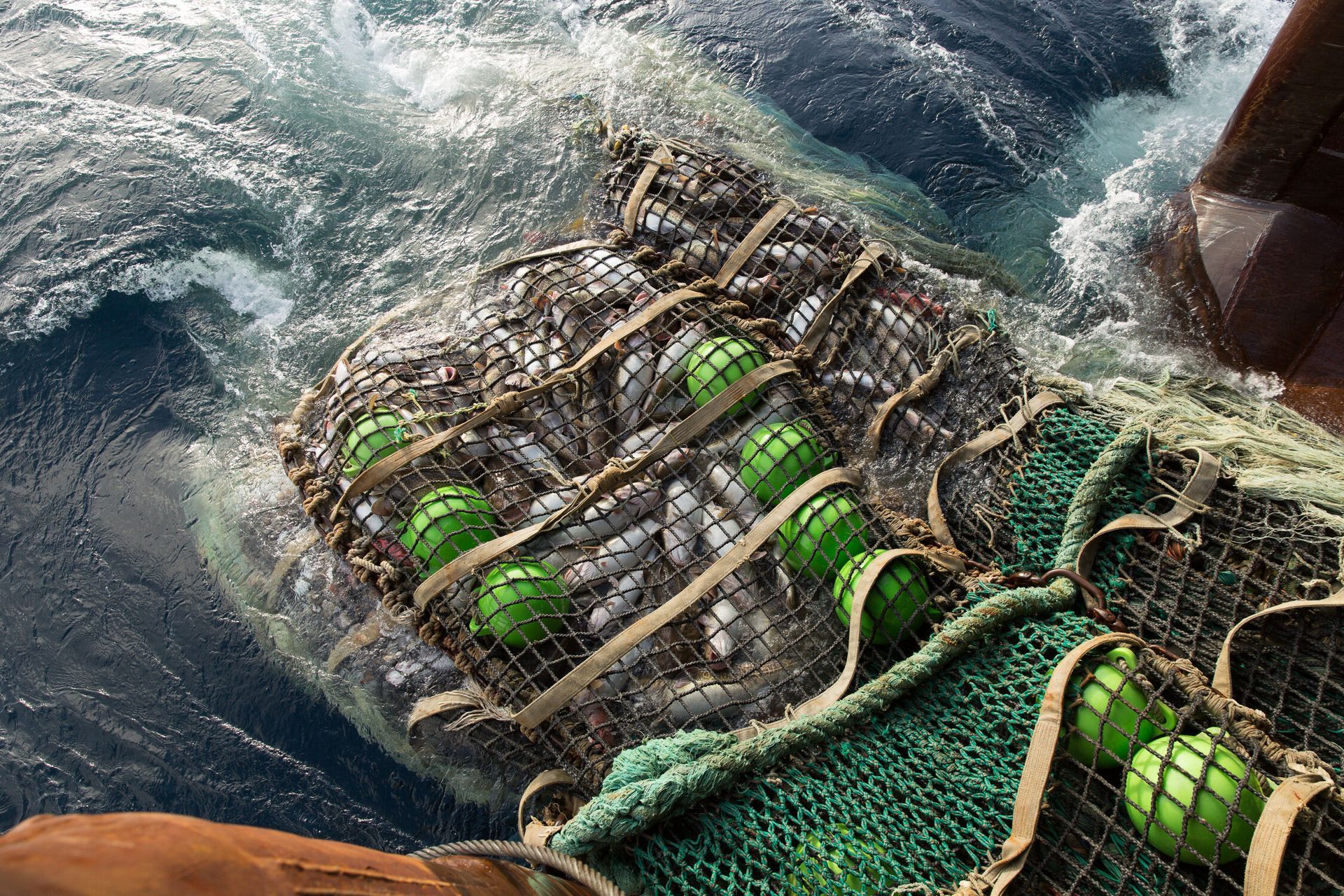 A fishing net filled with green balls is in the water.