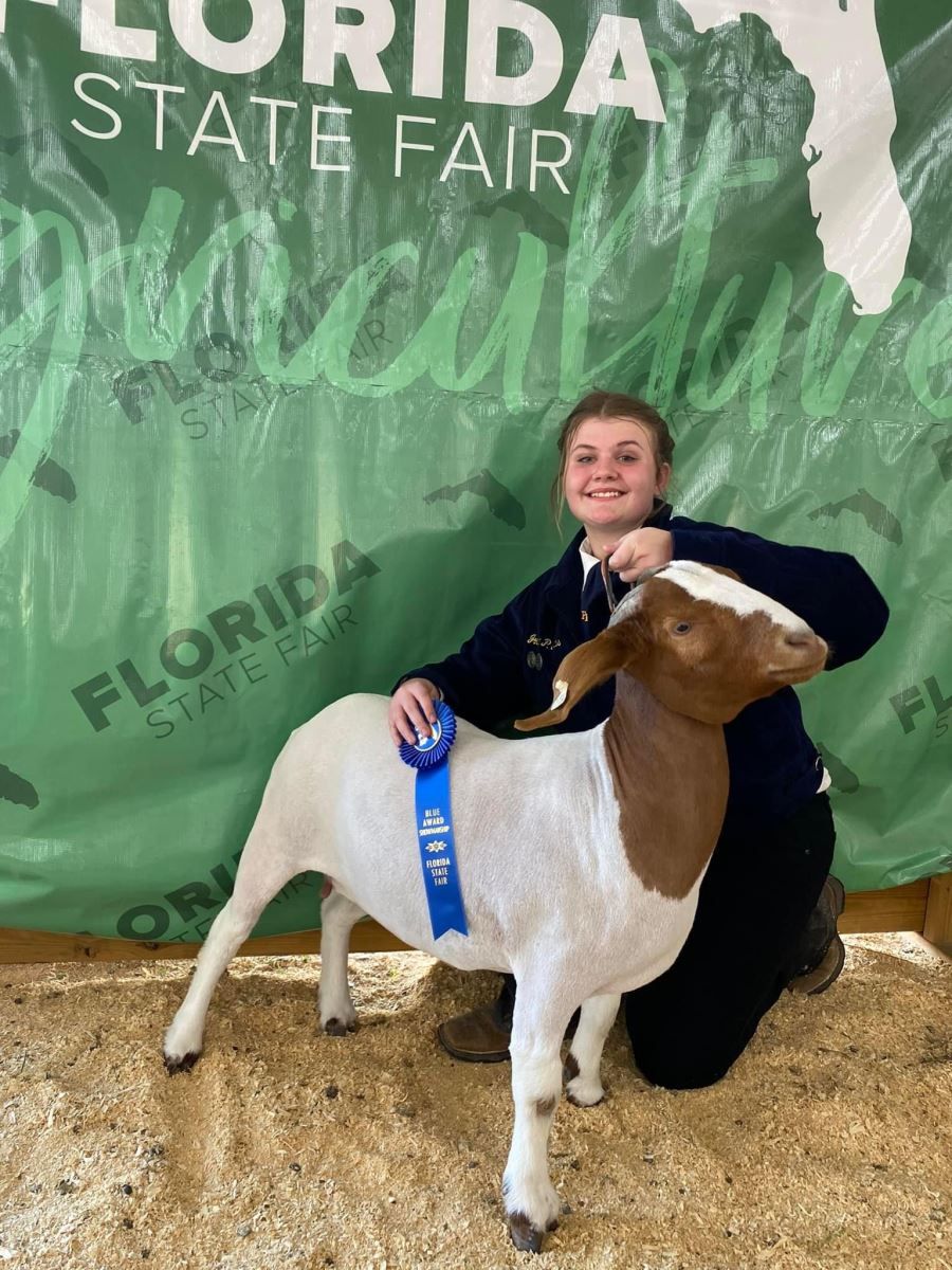 a boy is kneeling next to a brown and white goat with a blue ribbon around its neck .