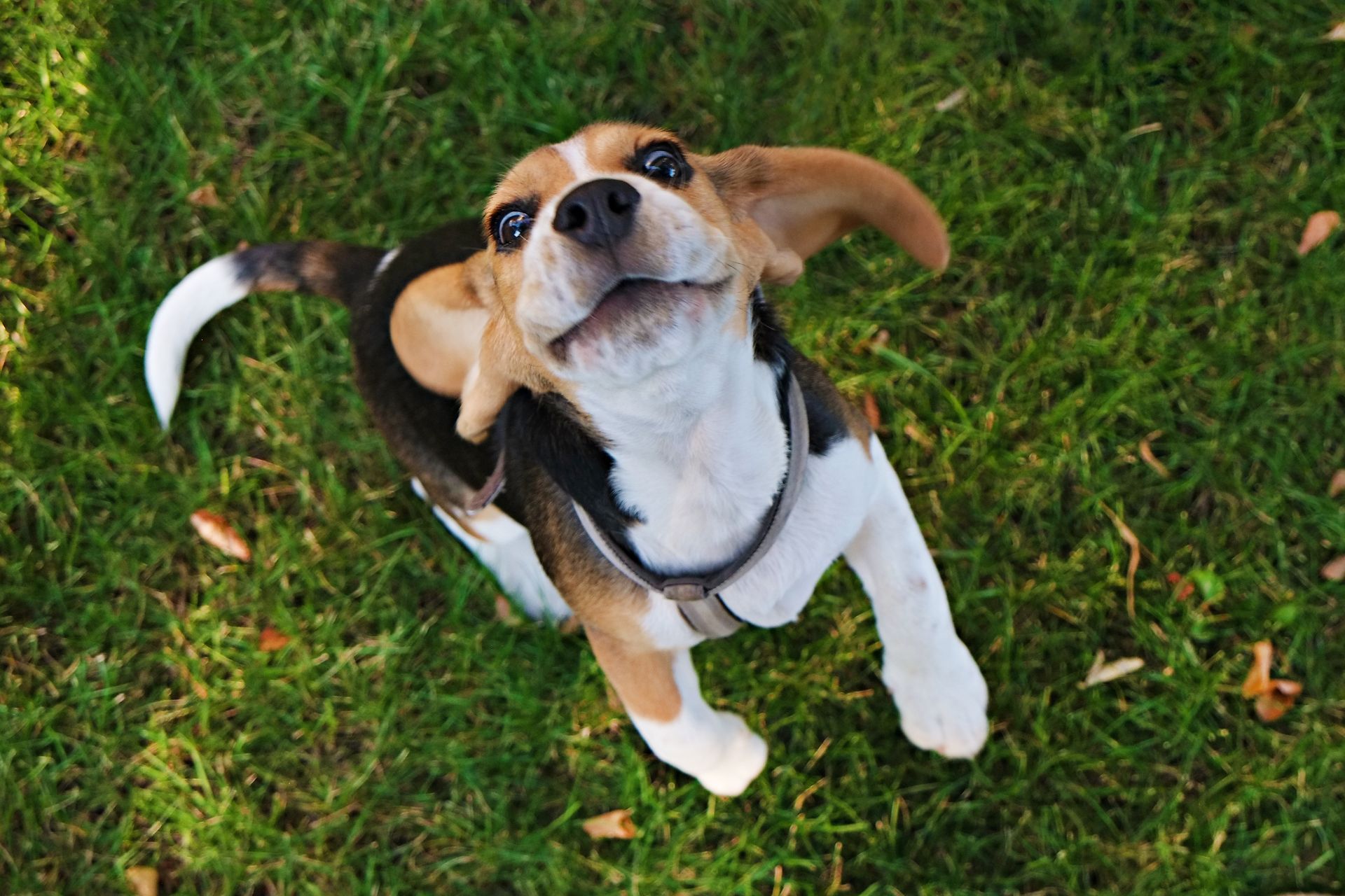 Beagle puppy looking up on green grass, tail wagging.