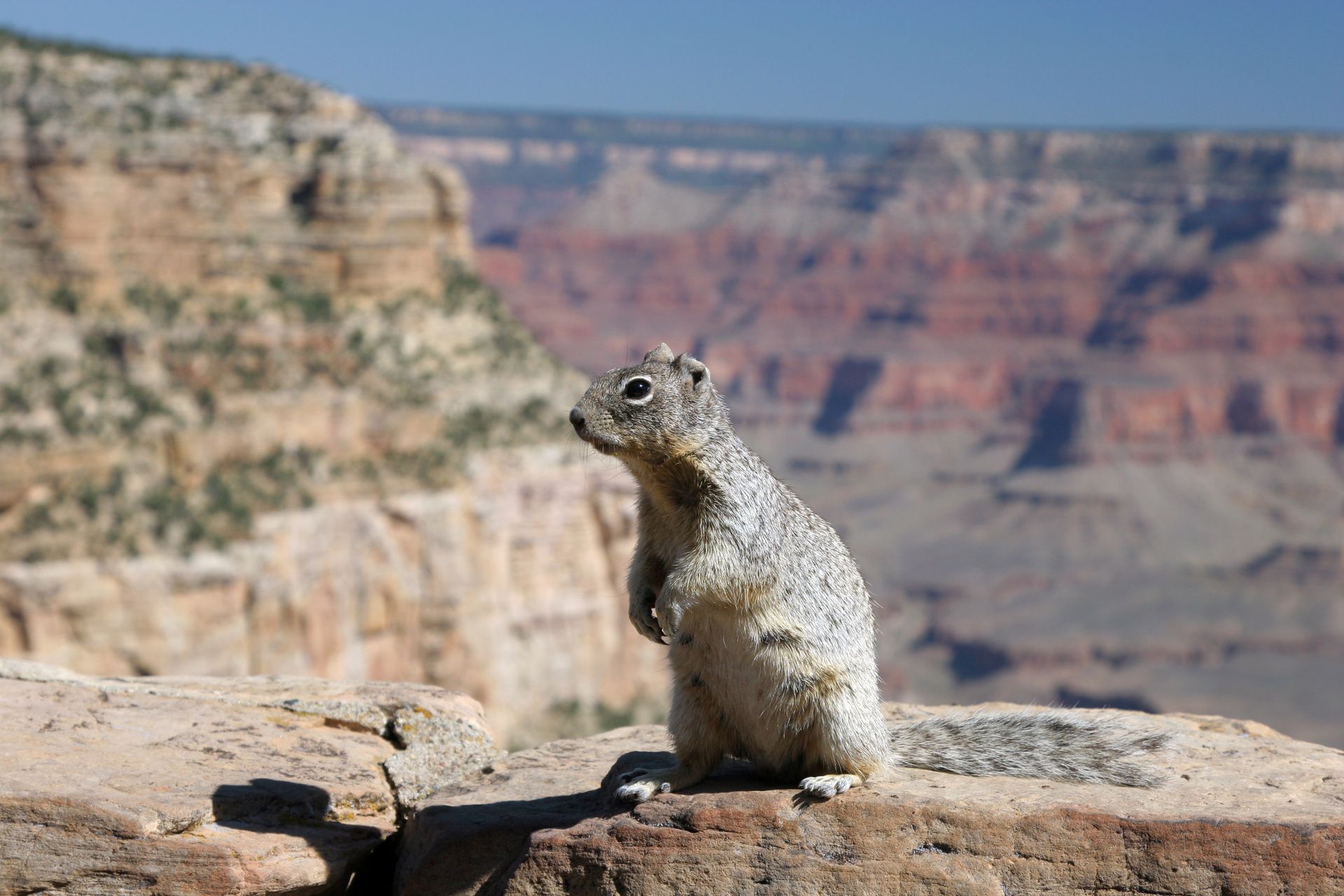 Small squirrel standing on a rocky ledge overlooking the Grand Canyon.