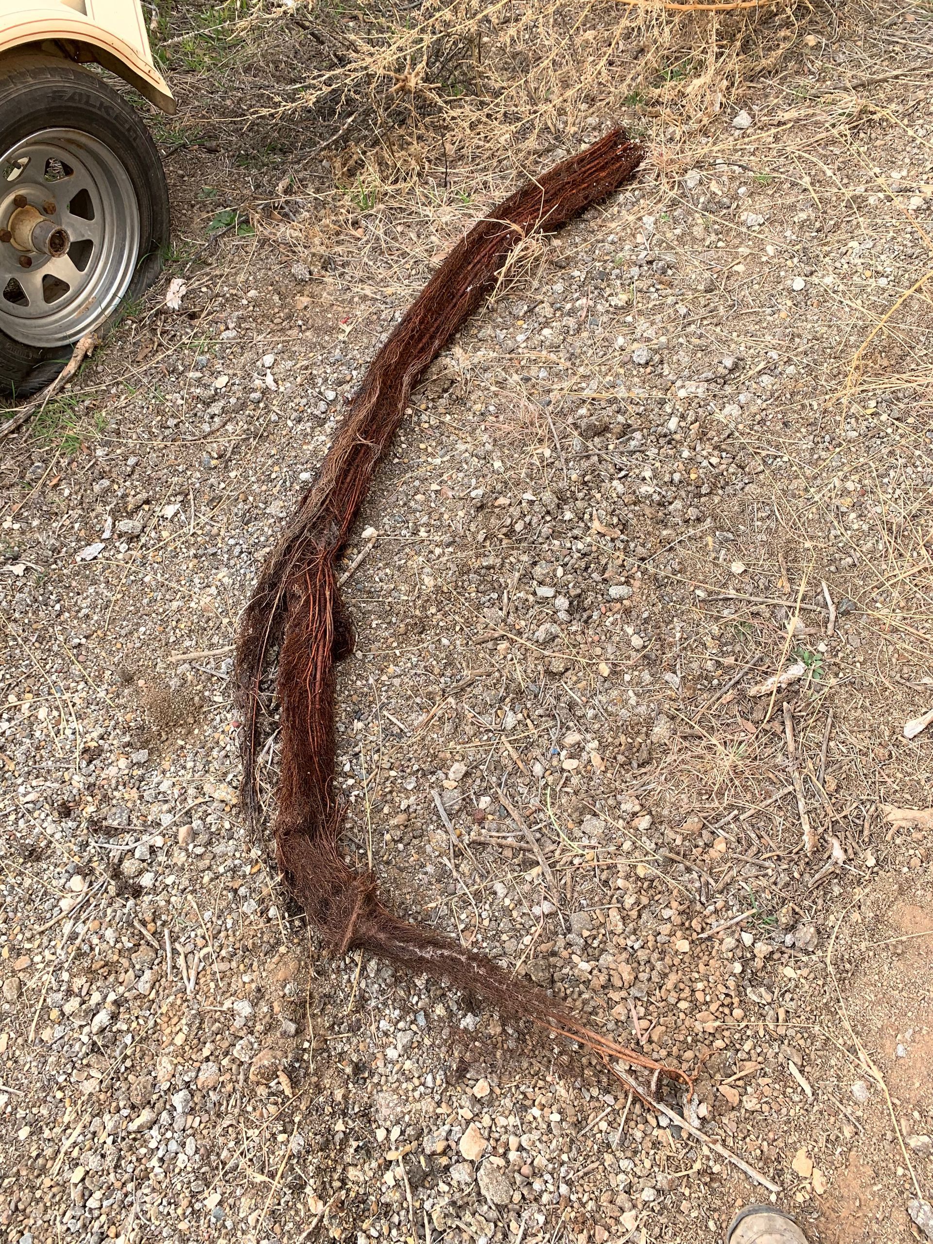A long, curved, heavily rusted metal chain lying on a gravel surface next to the wheel of a vehicle.