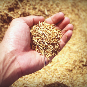 Hand holding grain