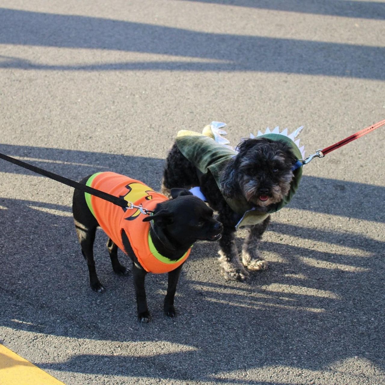 Pets n' Pals Parade
