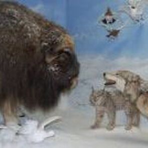 wildlife museum tyson steel