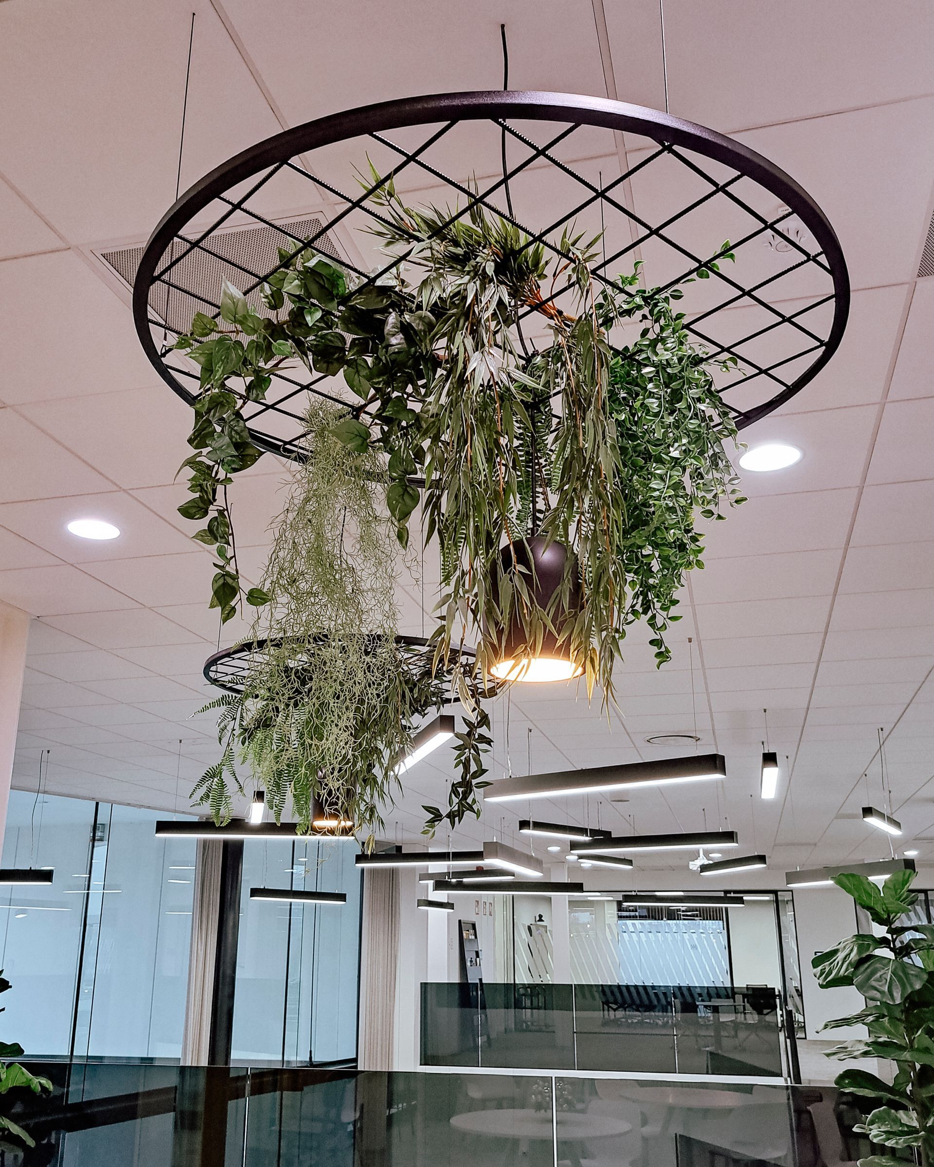 Des plantes vertes suspendues dans un pot circulaire en treillis au plafond d'un bureau moderne