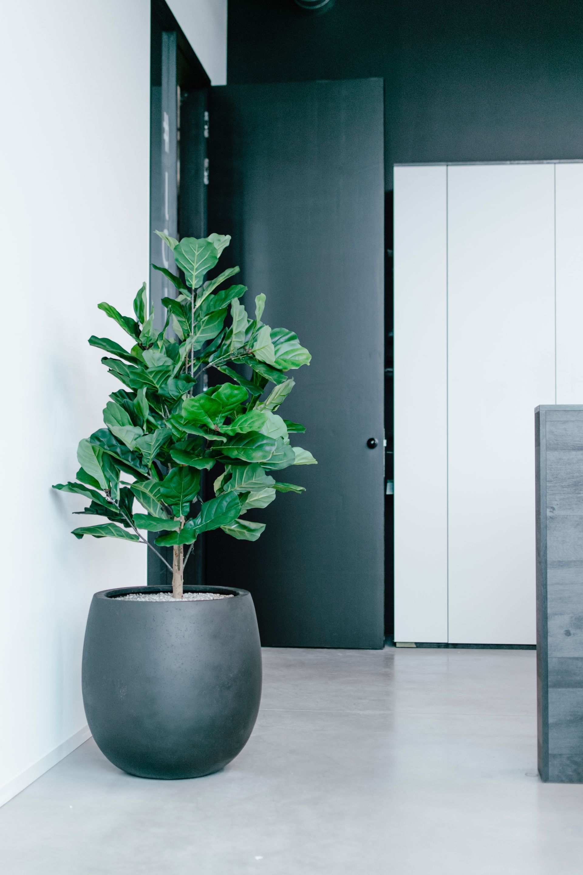 Plante verte en pot dans une pièce moderne aux murs sombres et aux placards blancs.