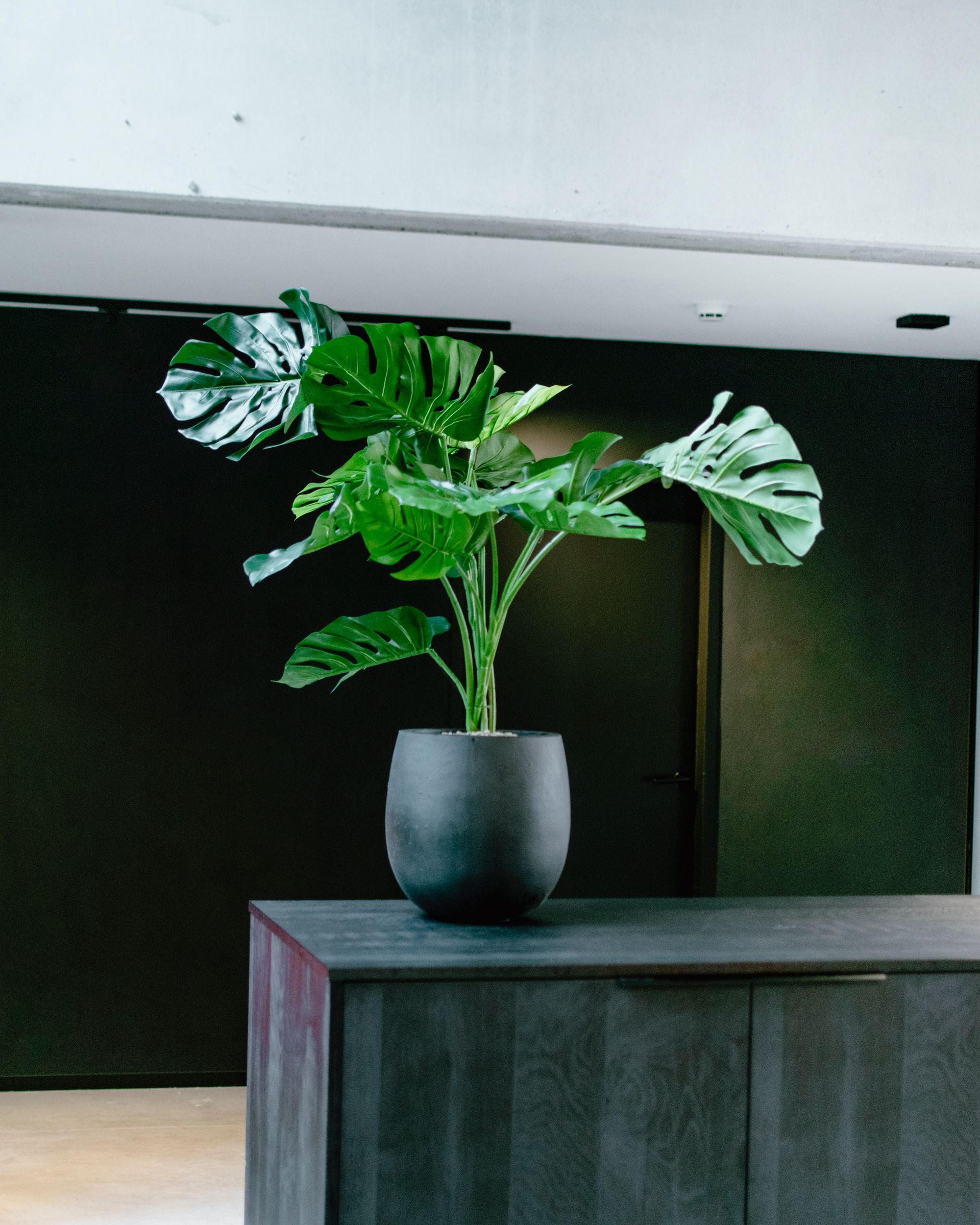 Plante verte en pot sur une armoire sombre devant un mur noir dans une pièce moderne