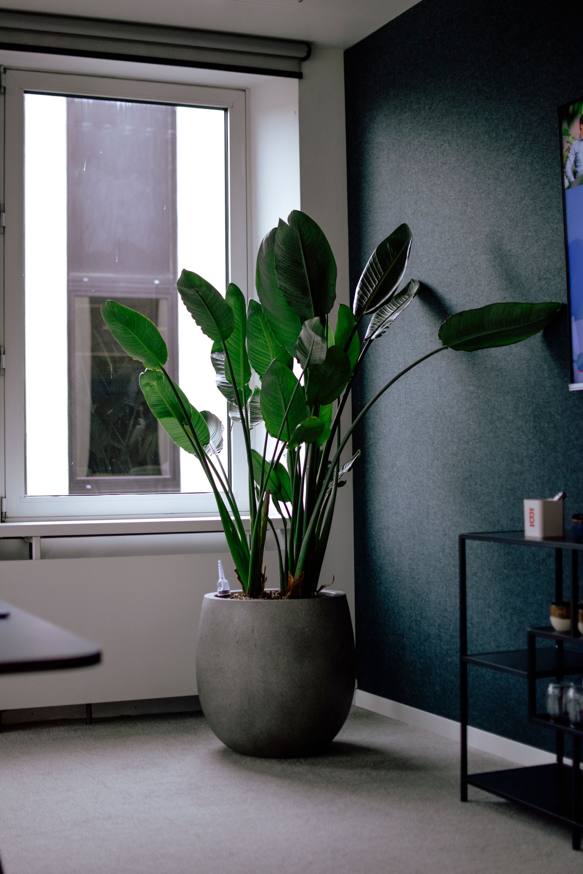 Tall potted plant by a bright window in a modern room