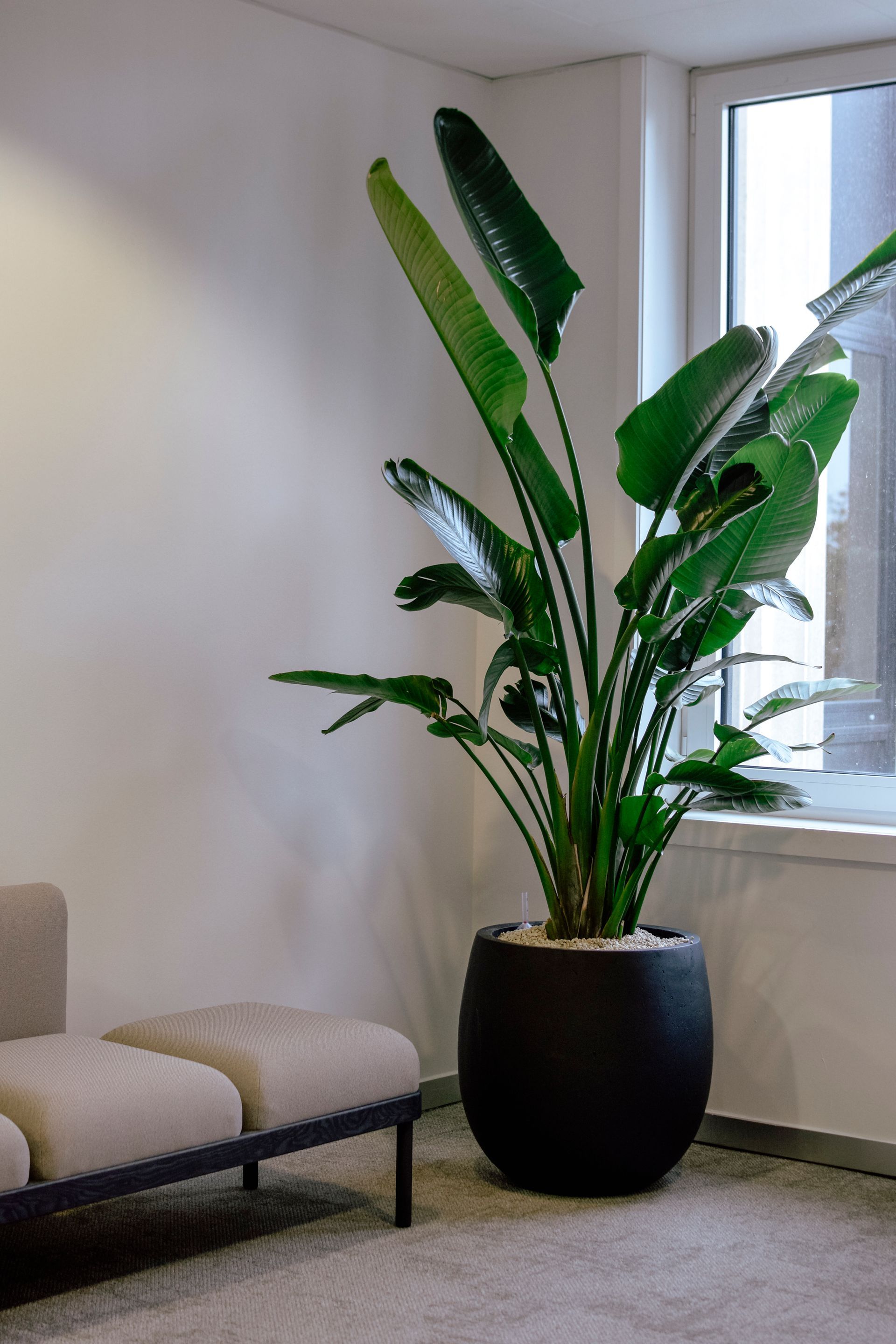 Grande plante verte en pot près d'une fenêtre dans un salon minimaliste