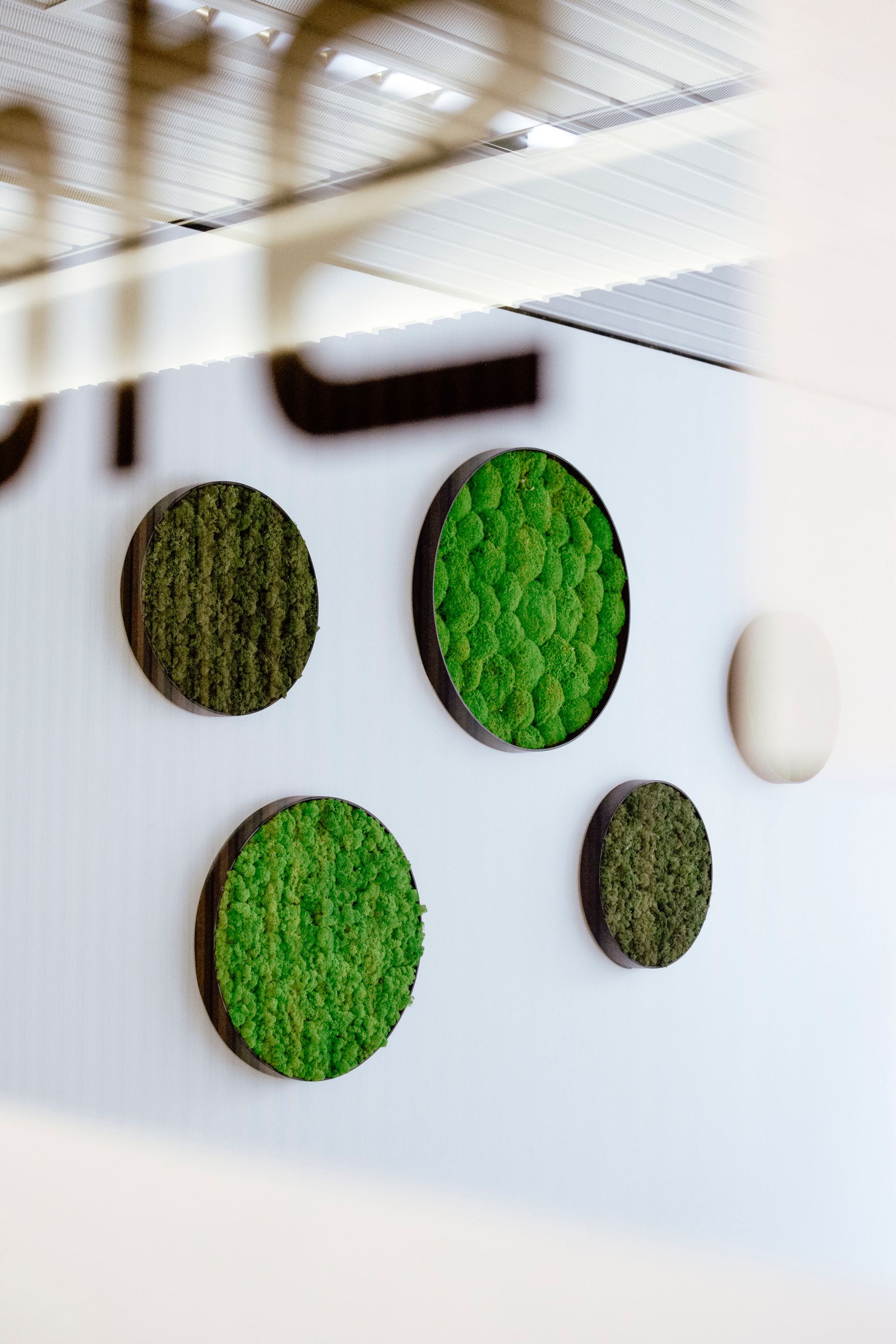 Wall-mounted circular green moss art discs on a white wall in a modern interior