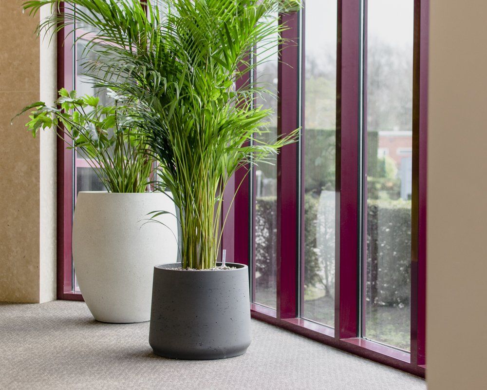Two potted palm plants by large floor-to-ceiling windows in a bright indoor space