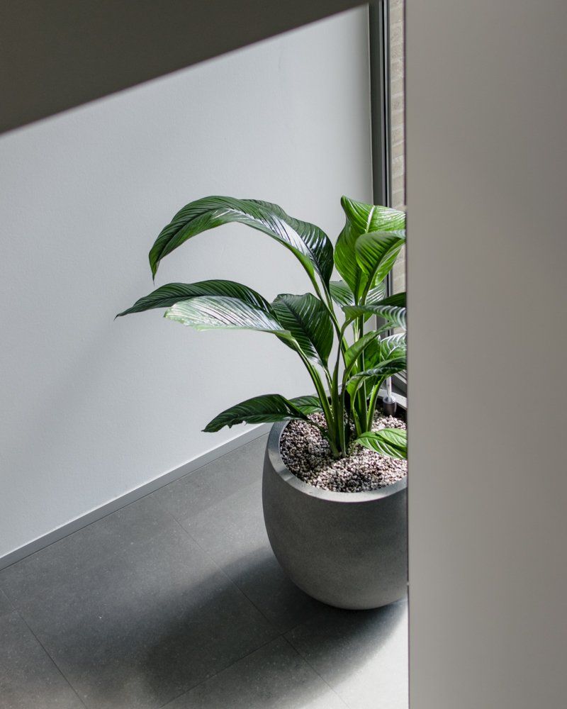 Small green potted plant on a dark windowsill beside a frosted glass panel.