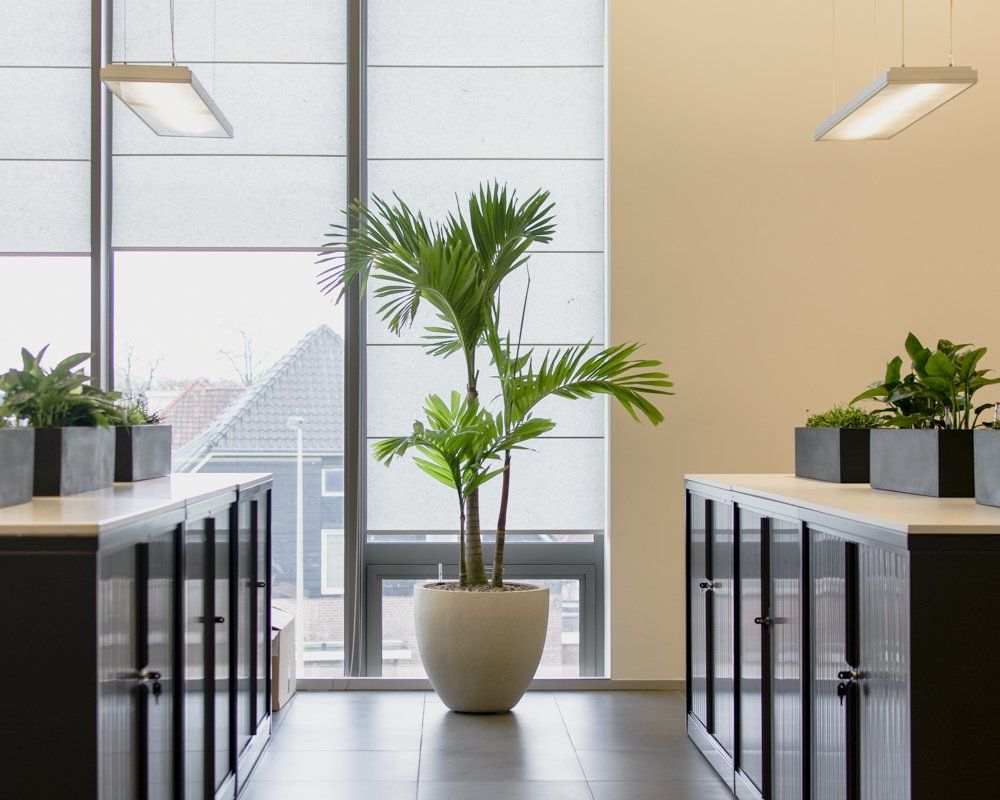 Modern office corridor with a potted palm between two rows of desks and hanging lights
