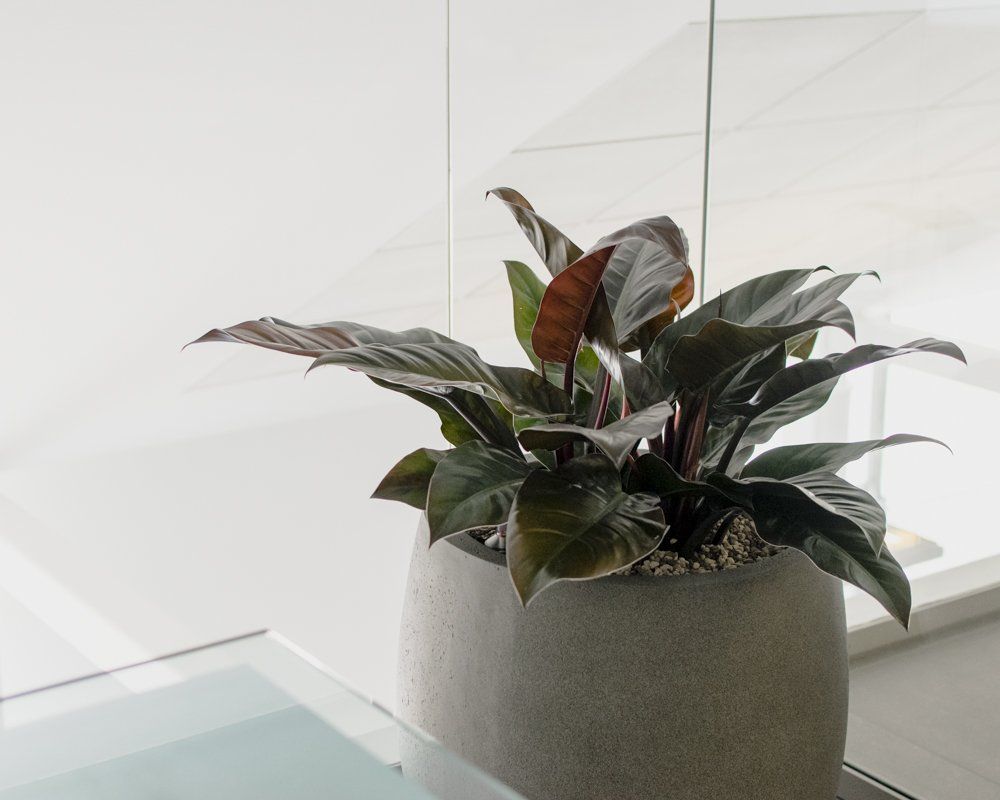Potted dark-leaf houseplant in a gray planter beside a glass table