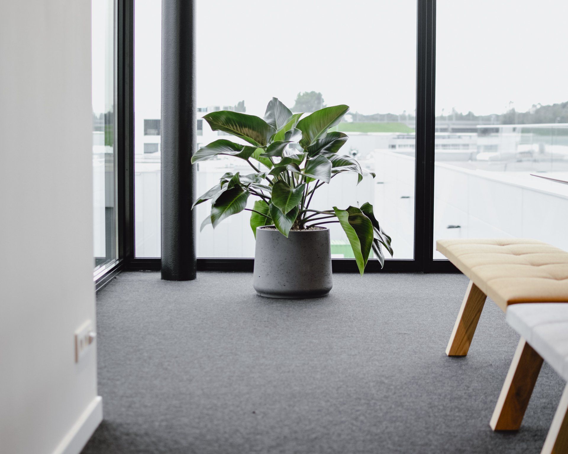 Potted plant in a modern room by large windows, with a bench and gray carpet.