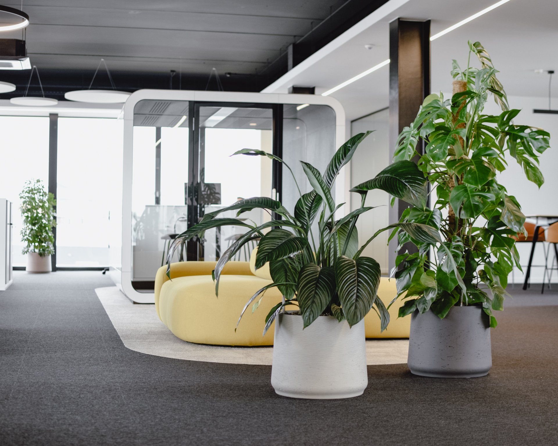 Modern office lobby with potted plants and yellow seating on a carpeted floor.