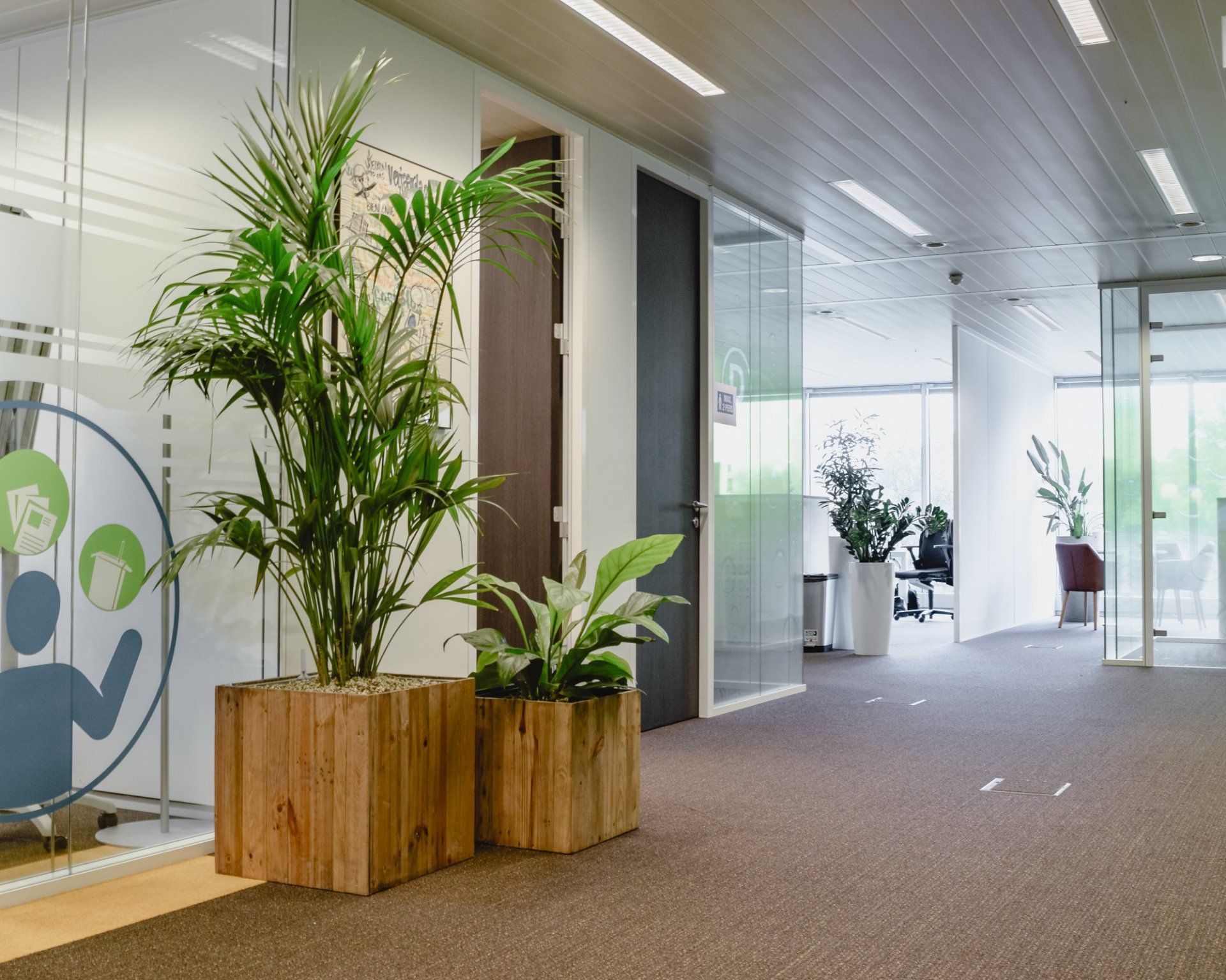 Modern office hallway with glass walls, carpeted floor, and potted plants in wooden planters