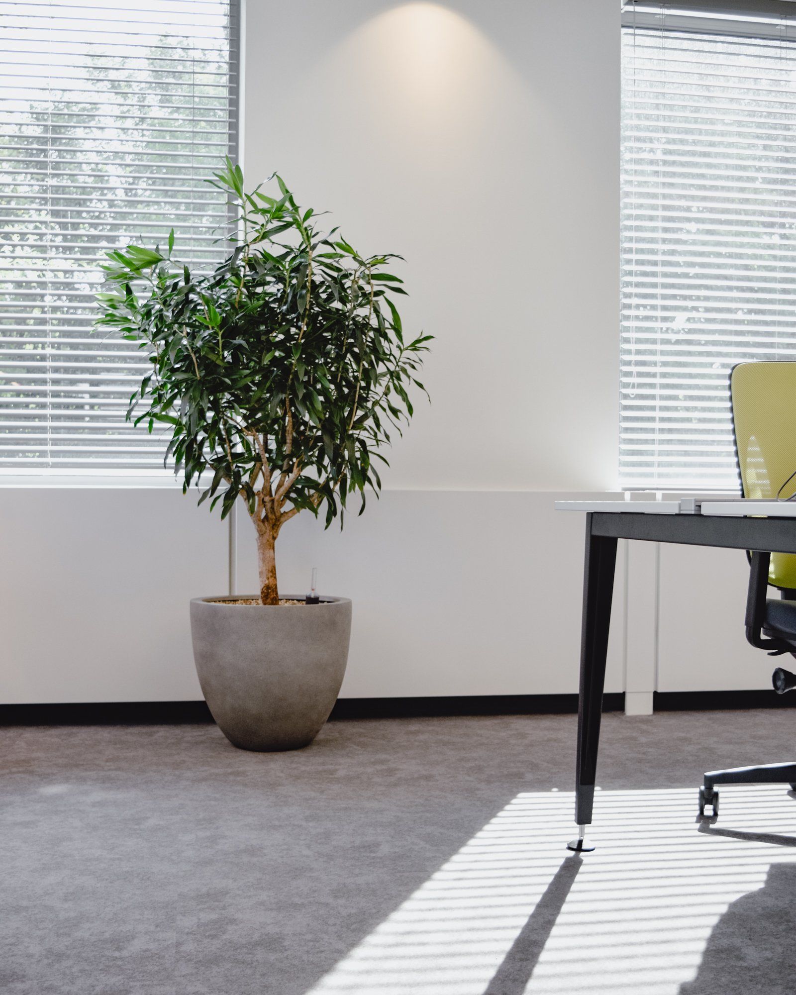 Office corner with potted plant by windows, desk edge, and sunlight on carpet.