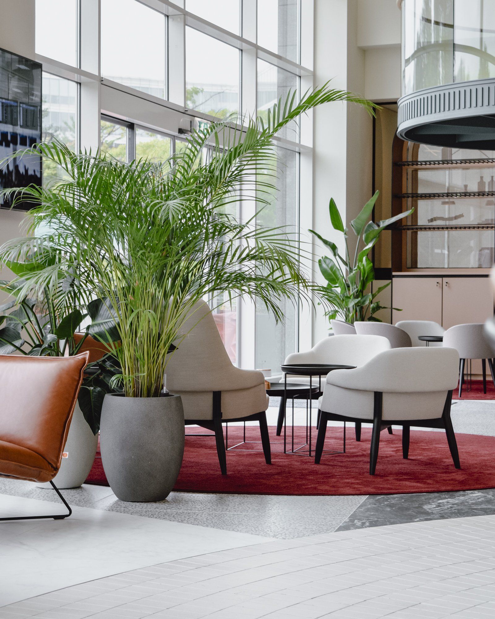 Modern lobby seating area with white chairs, red rug, and large potted palm by tall windows