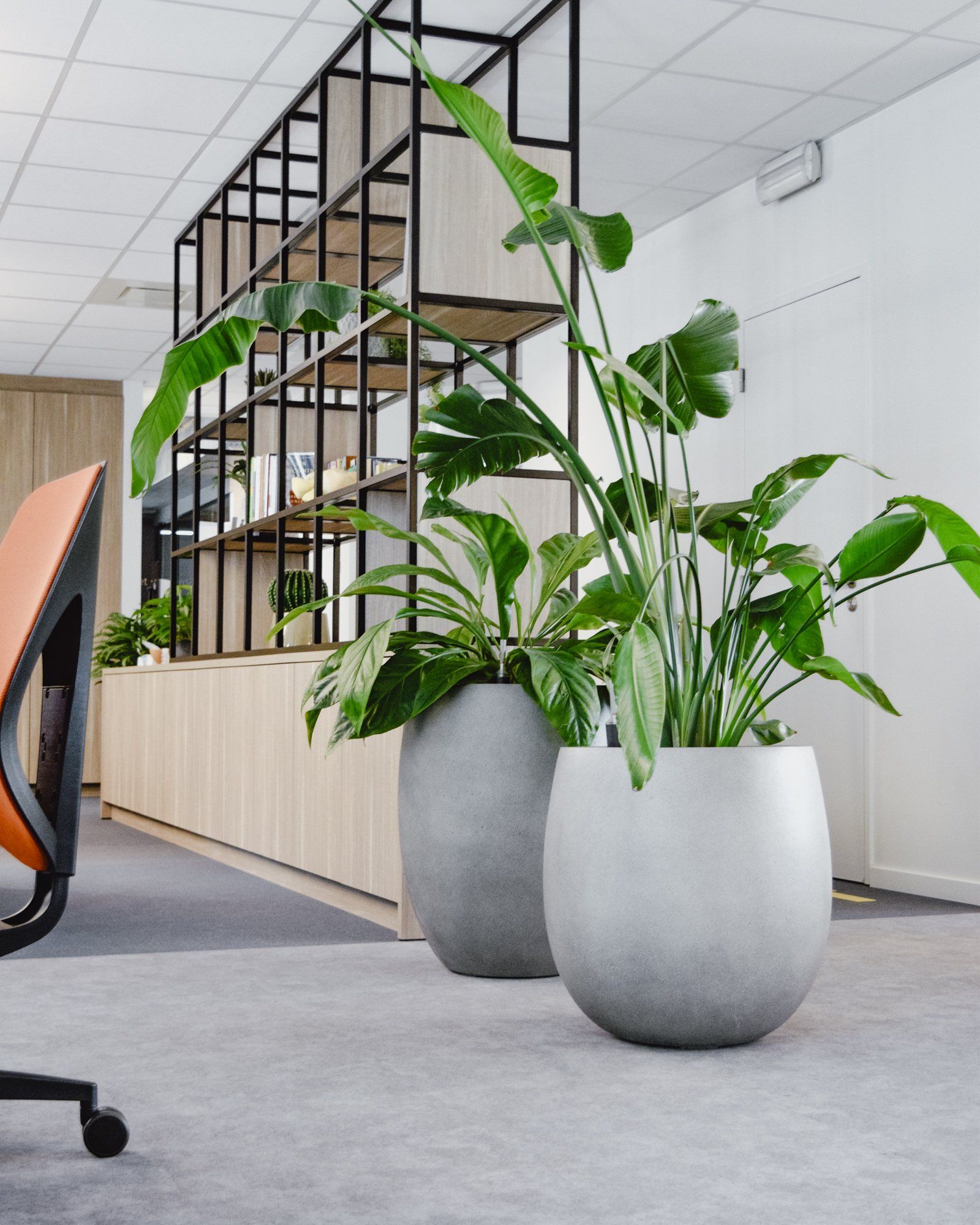Modern office with tall potted plants and black metal shelving beside a desk chair.