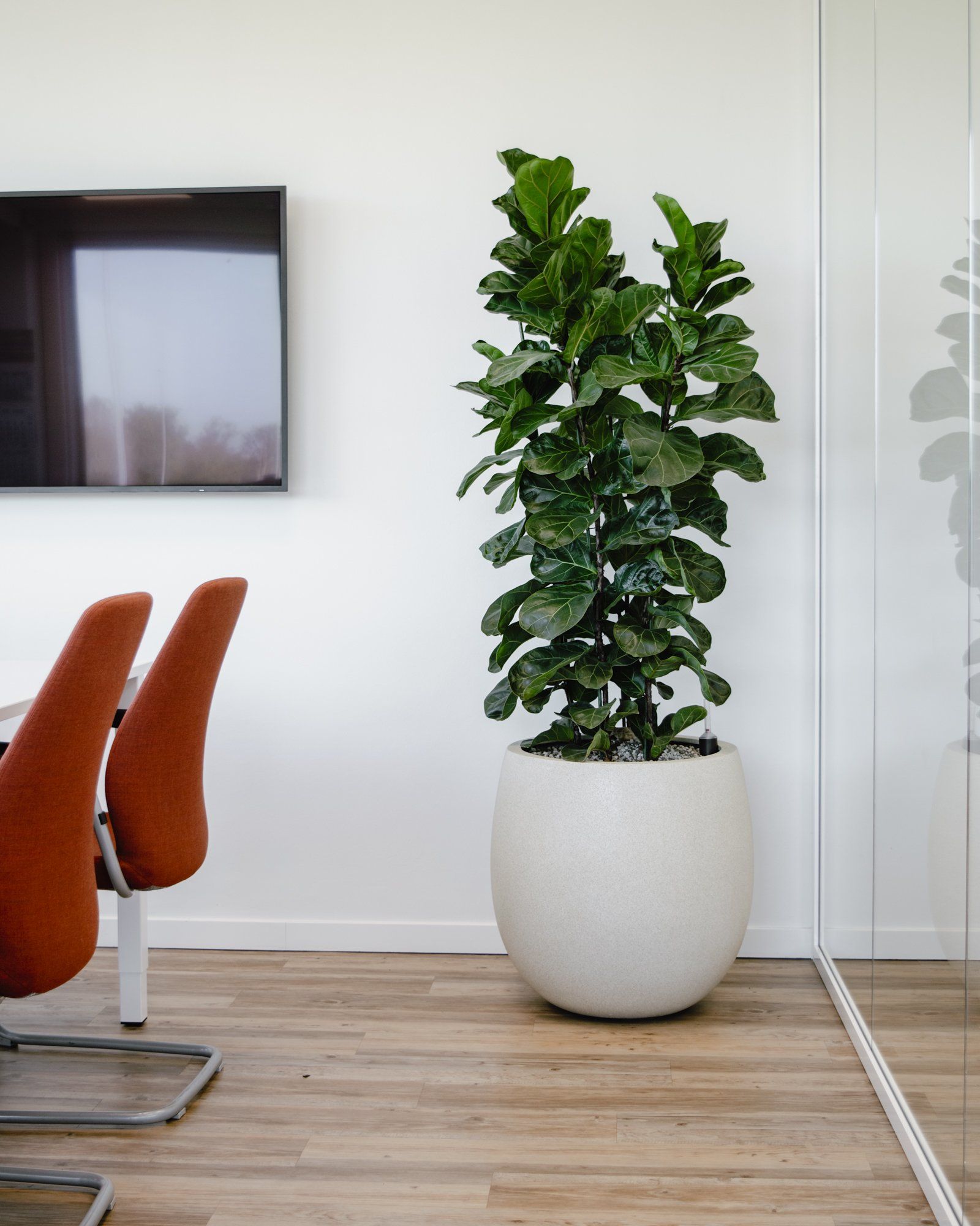 Grande plante verte en pot dans un cache-pot blanc à côté de chaises de bureau orange dans une pièce moderne