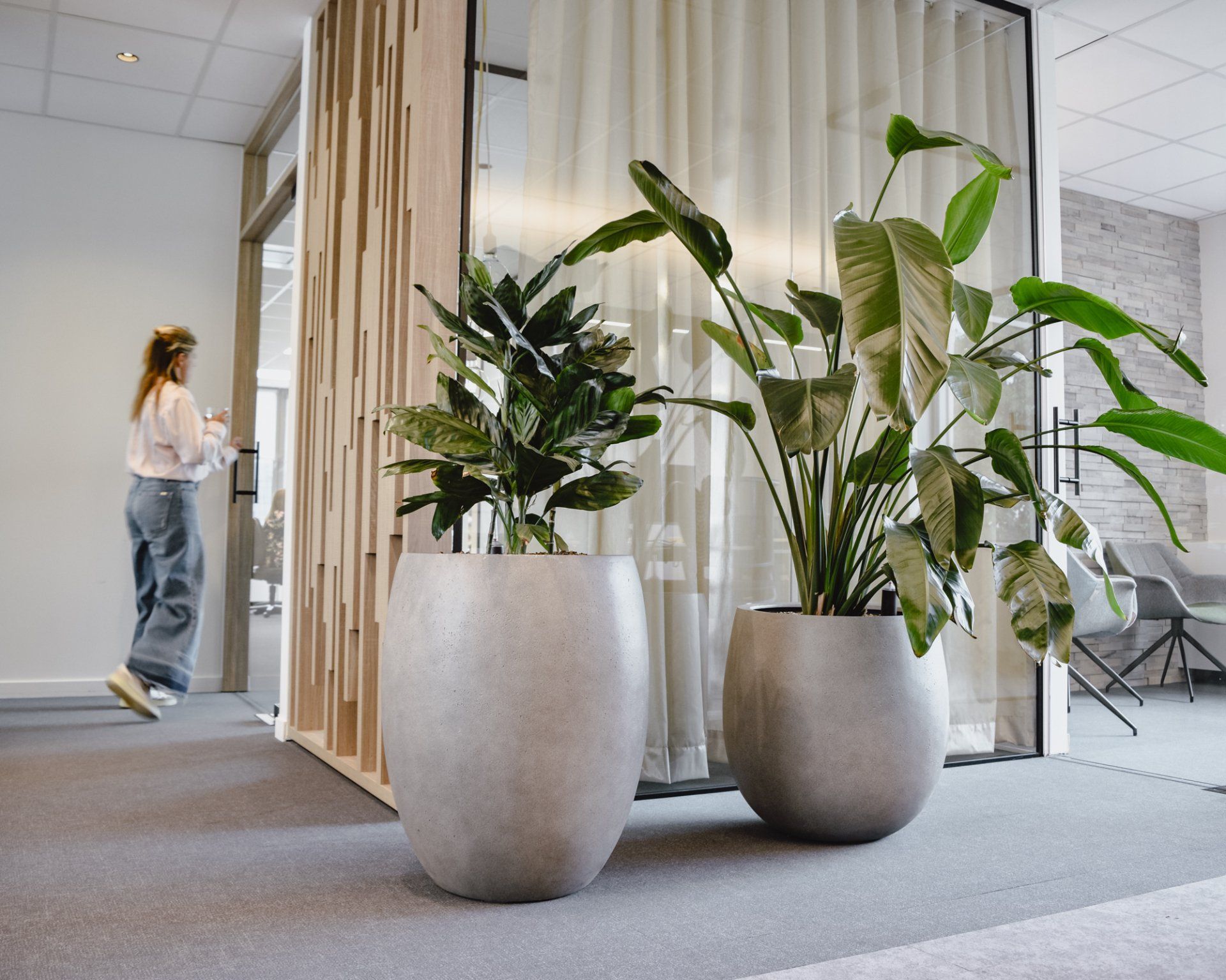 Office lobby with large potted plants and a person walking in the background