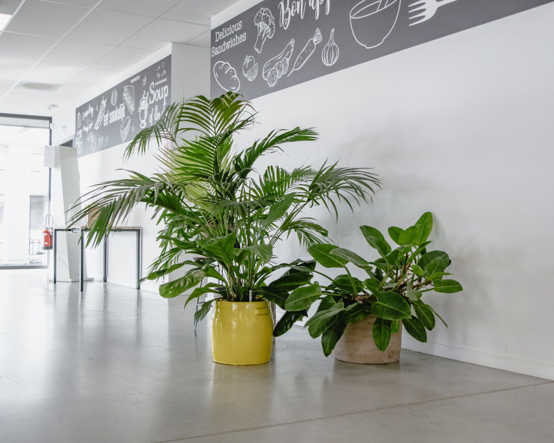 Two potted green plants in a bright hallway with wall art and large windows