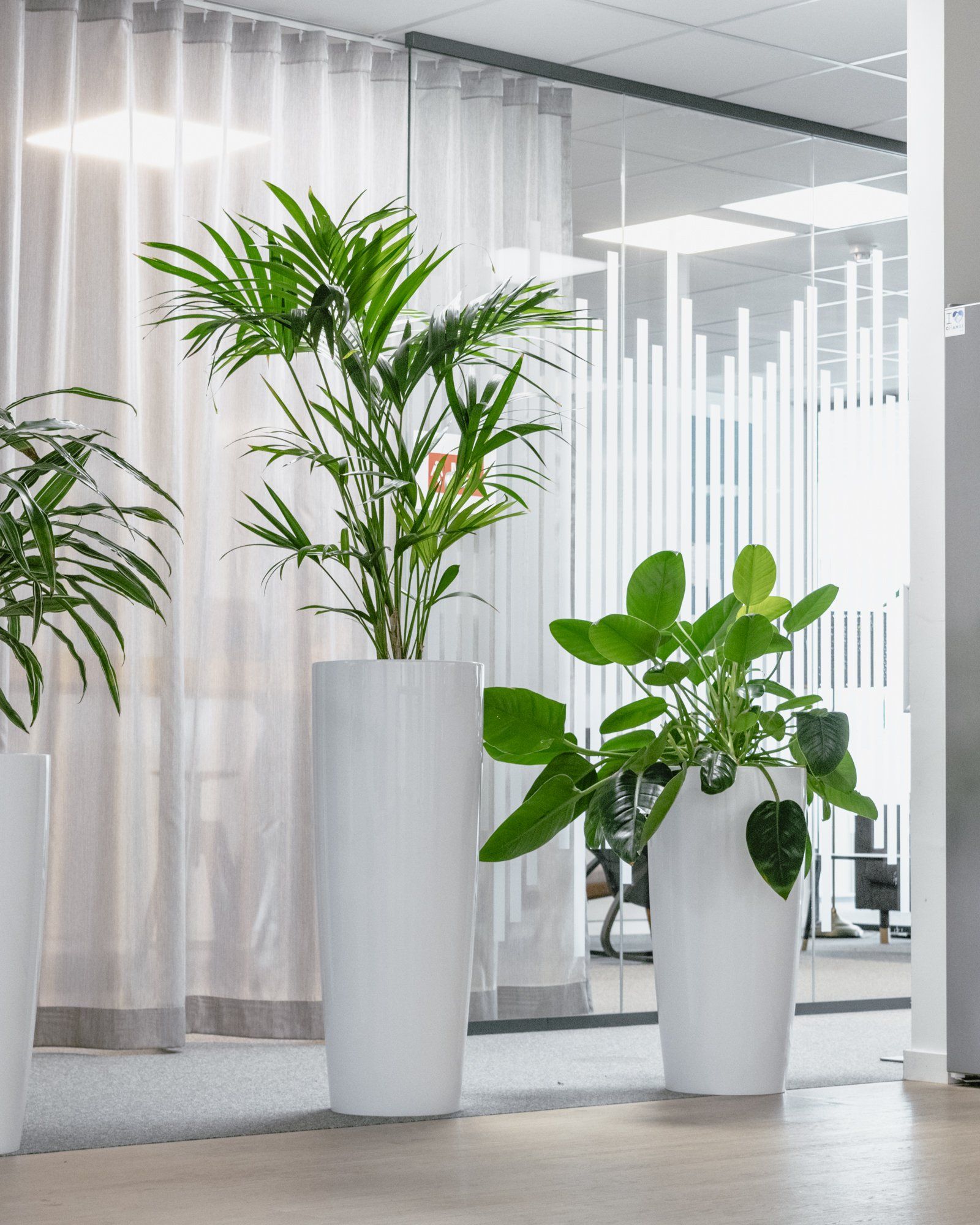 Two potted green plants in white planters in a bright office lobby