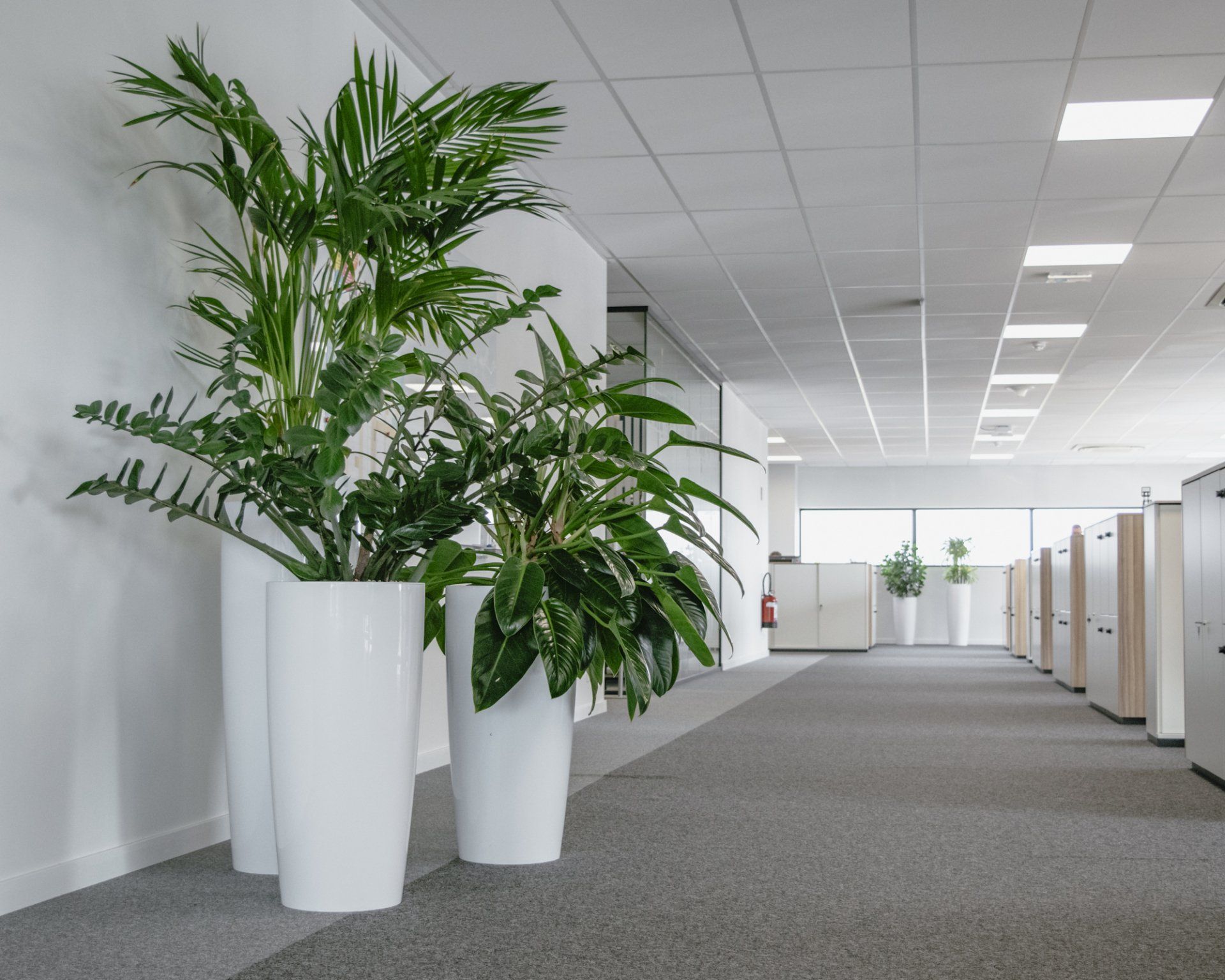 Office hallway with carpeted floor, white walls, and large green potted plants in white planters