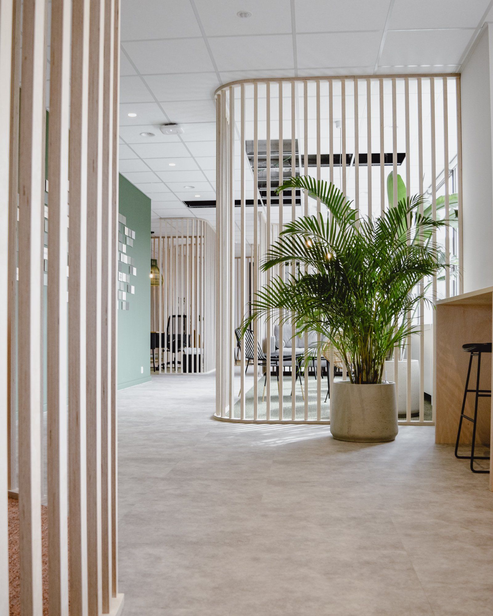 Modern office hallway with white slat dividers, a large potted palm, and light carpet flooring