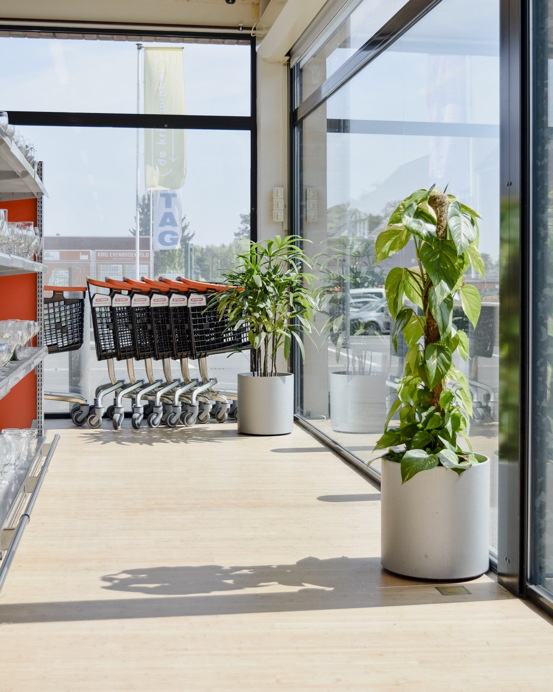 Bright indoor hallway with potted plants and rows of shopping carts by large windows.