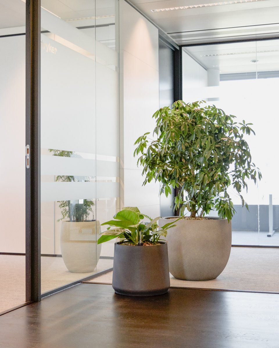 Modern office corner with two potted plants beside glass walls and a window.