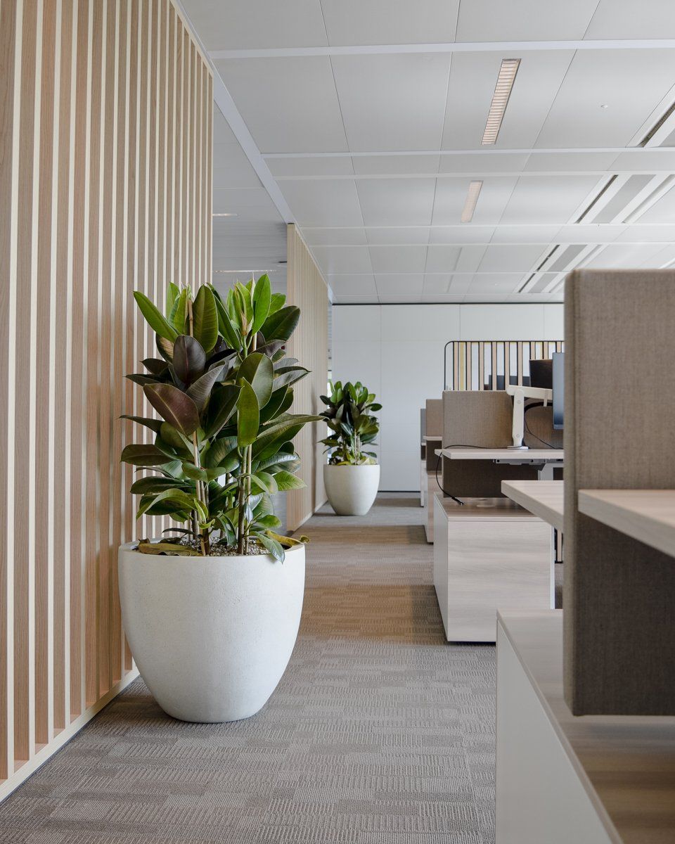 Modern office corridor with white planters, green plants, and beige seating areas