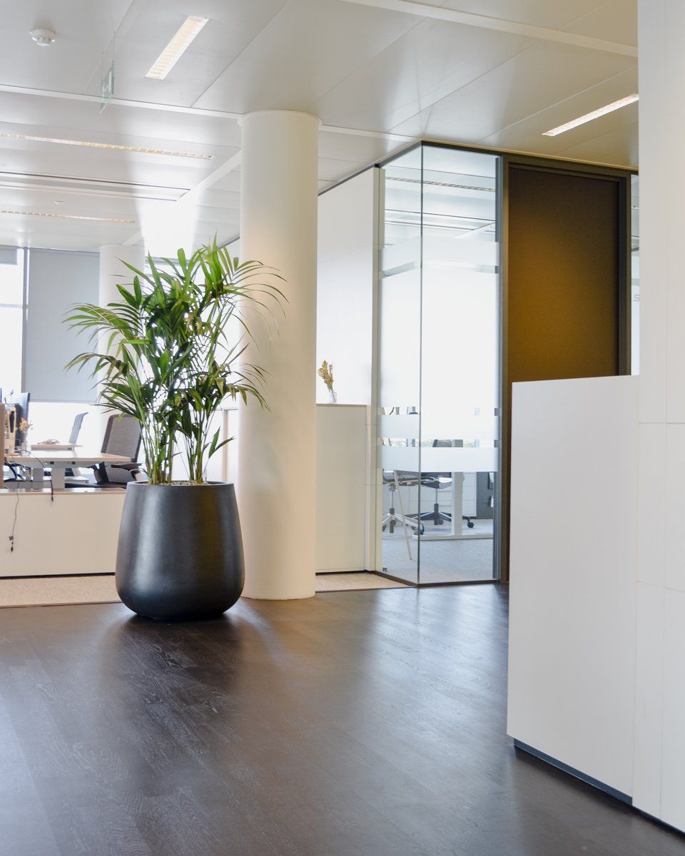 Modern office lobby with a large potted plant, glass partition, and dark wood floor