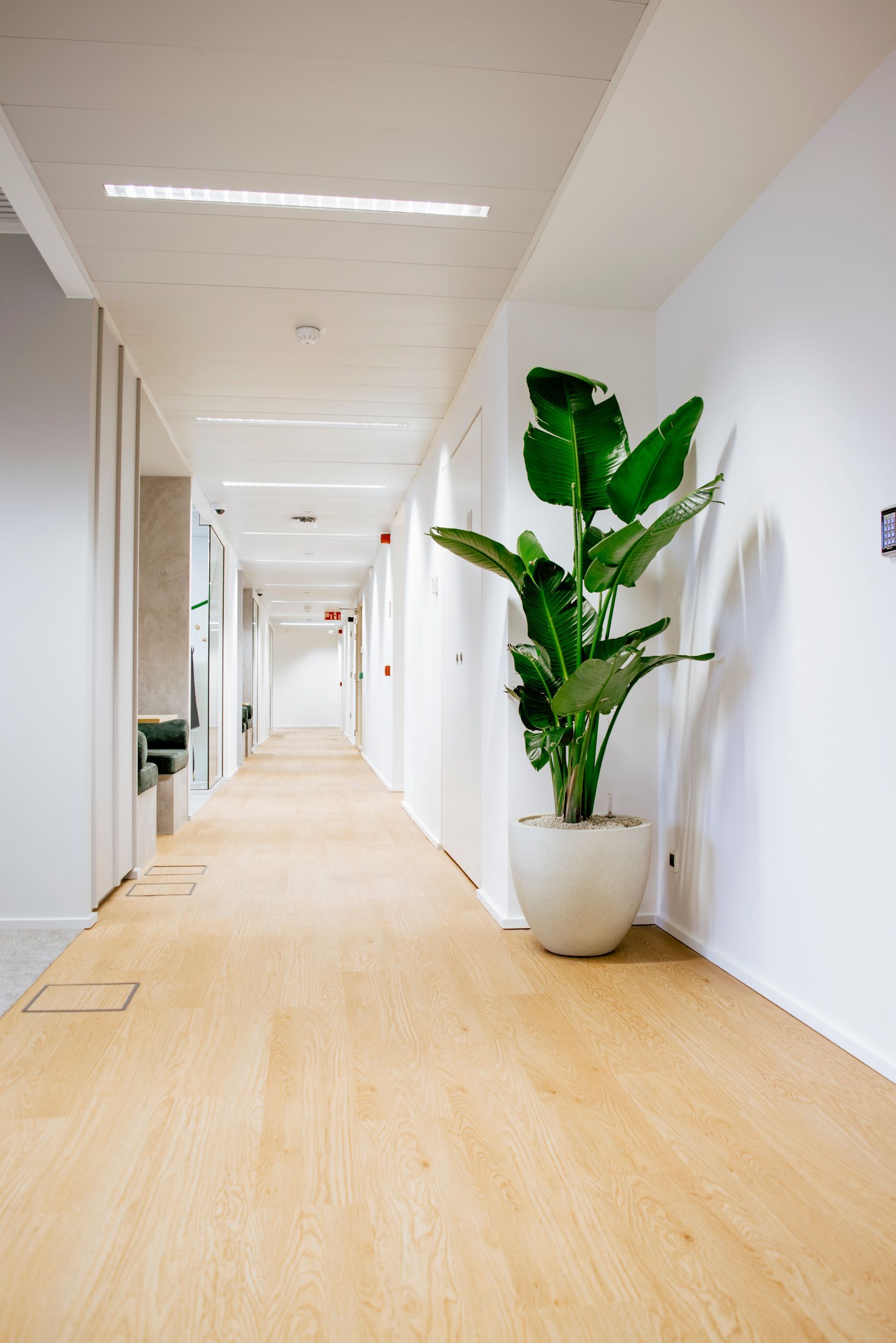 Couloir lumineux avec parquet clair, murs blancs, spots au plafond et une grande plante en pot.