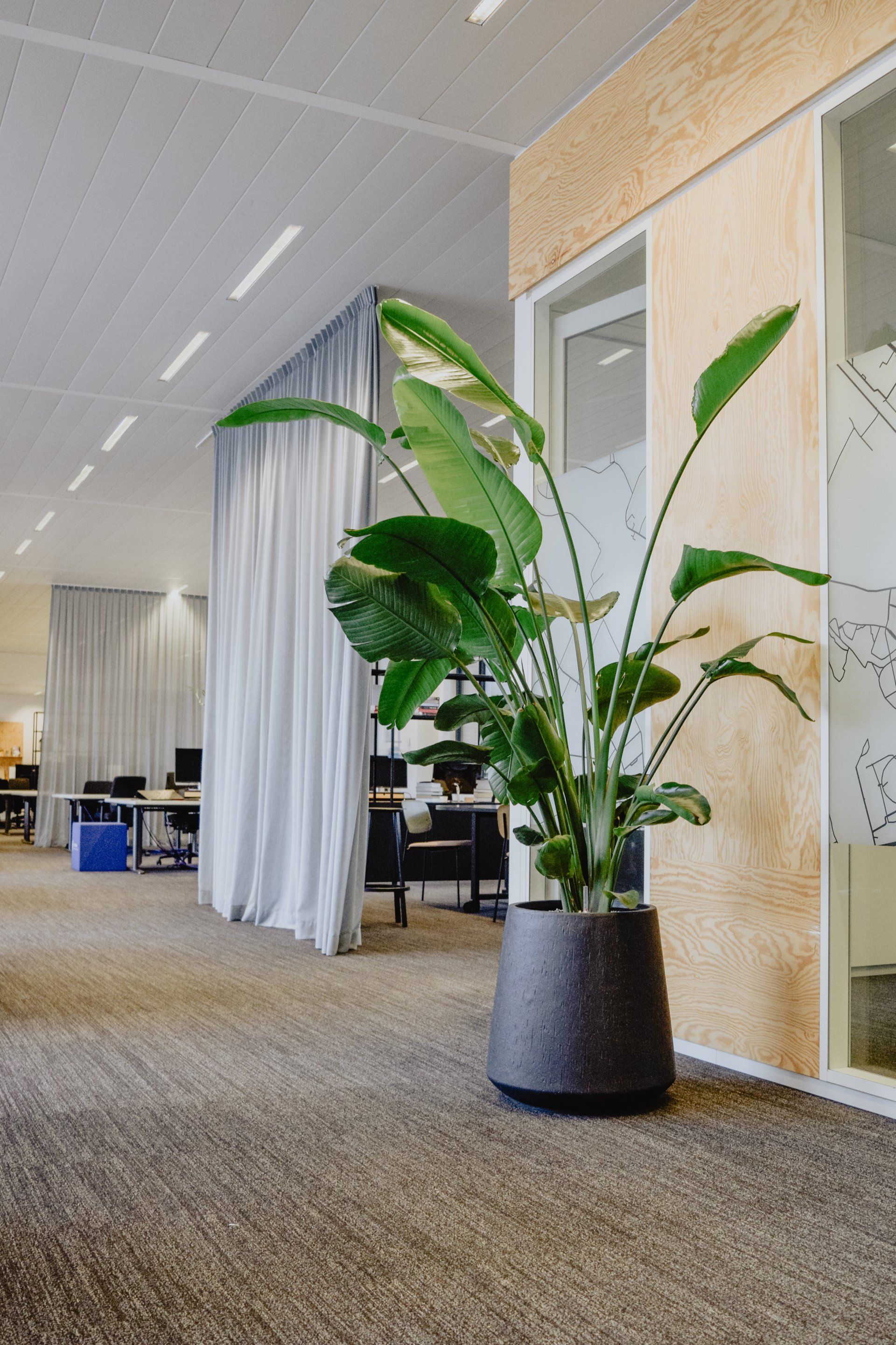 Tall potted plant beside a mirrored wall in a carpeted office hallway