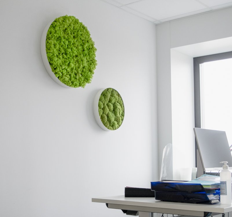 Mur de bureau moderne orné de deux sculptures rondes en mousse verte au-dessus d'un bureau près d'une fenêtre lumineuse