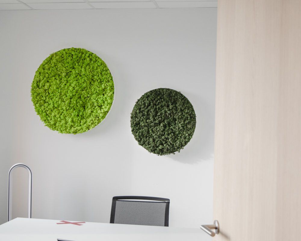 Mur de bureau orné de deux œuvres d'art rondes en mousse verte au-dessus d'un bureau et d'une chaise