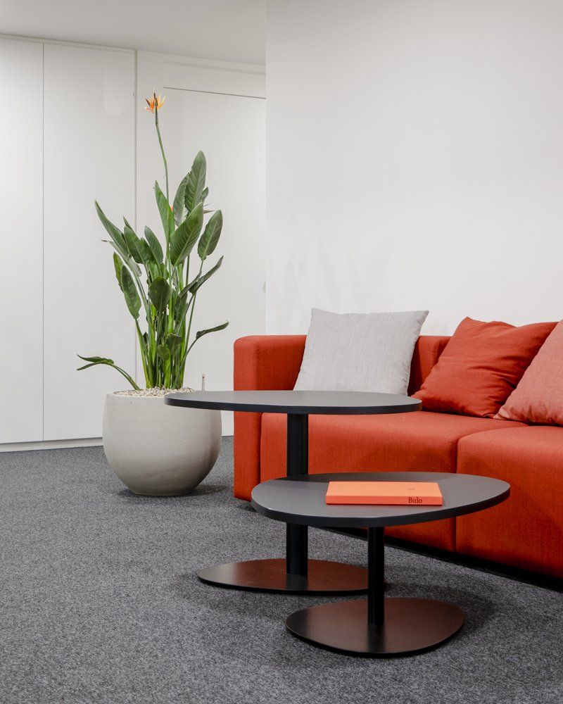 Modern living room with orange sofa, round black tables, and a tall potted plant.