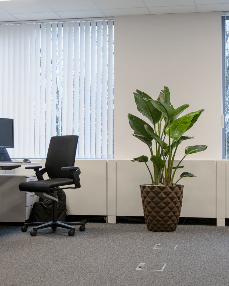 Office with black chair, desk, and tall potted plant near windows with vertical blinds.