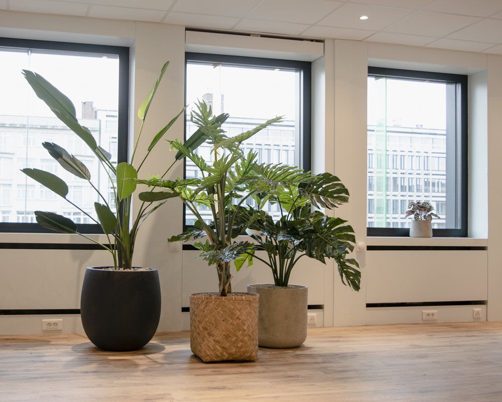 Trois plantes d'intérieur en pot, posées sur le sol lumineux d'un bureau près de grandes fenêtres.