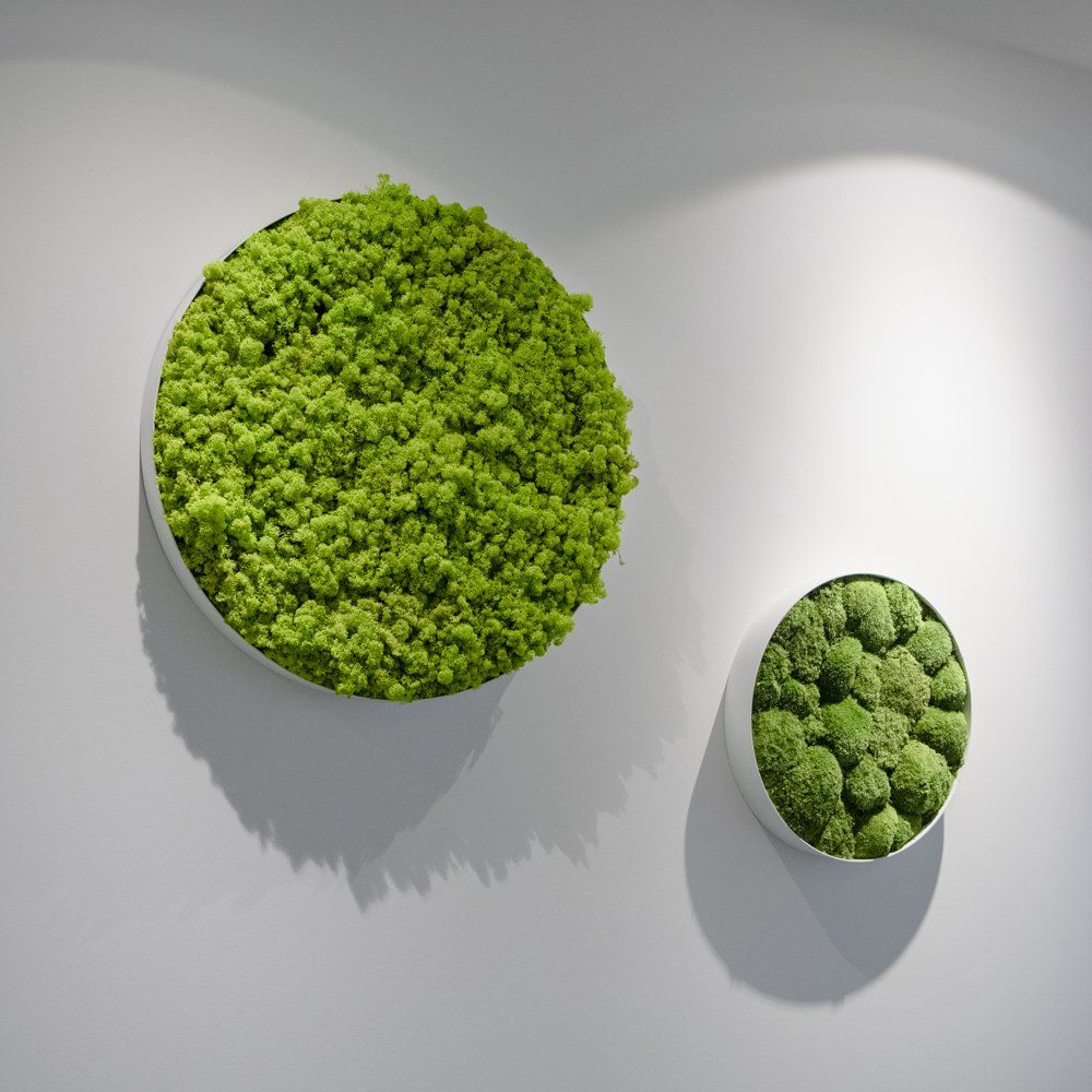 Deux jardinières murales rondes avec de la mousse vert vif sur un mur blanc