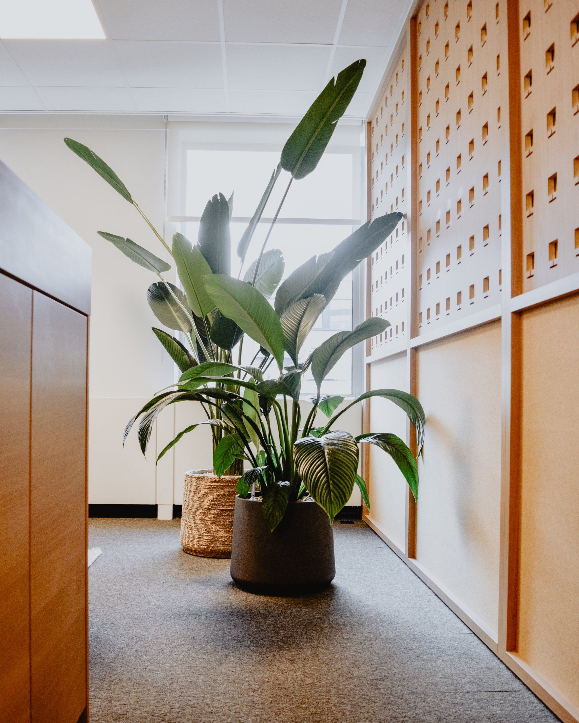 Indoor hallway with tall potted green plants and wood-paneled walls